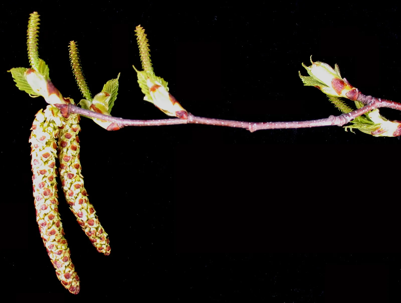 Paper Birch (Betula Papyrifera) — Note that periodic monitoring for pests, image 39