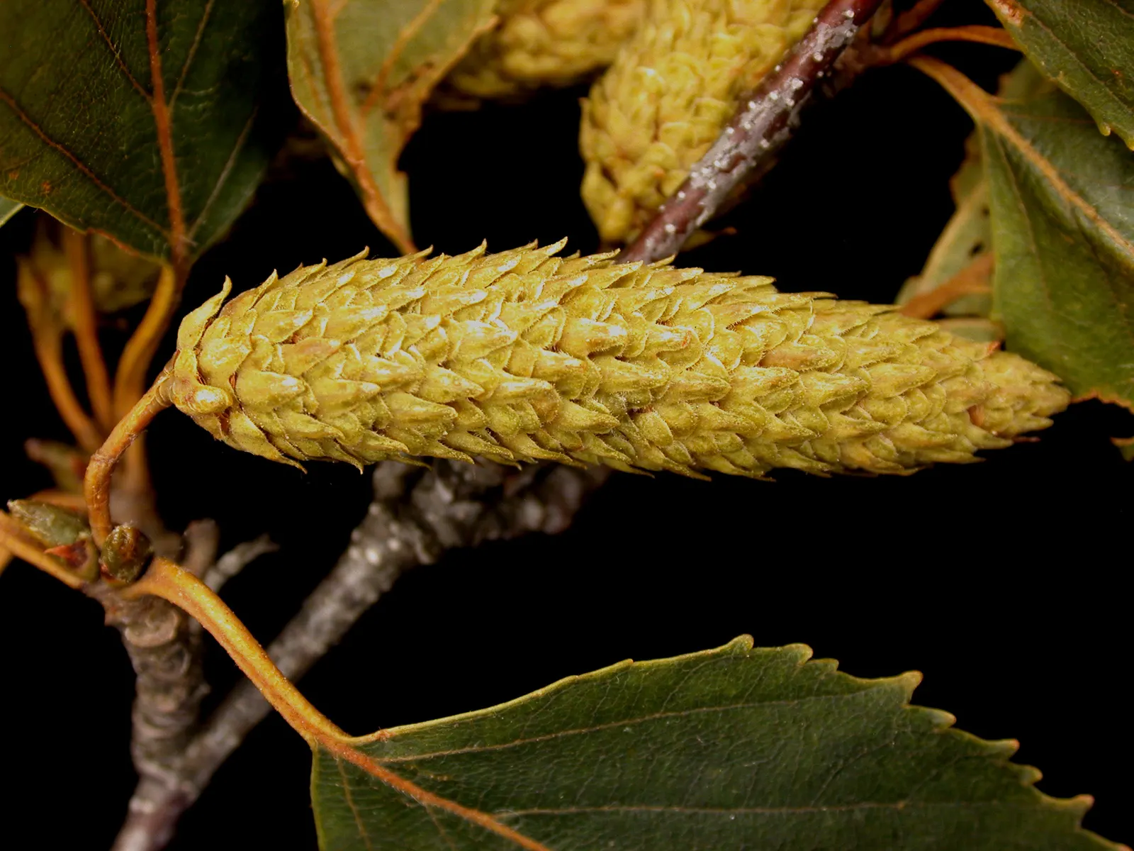 Paper Birch (Betula Papyrifera) — also known as the White Birch or Canoe Birch; known for its rapid growth and cold hardiness, image 49