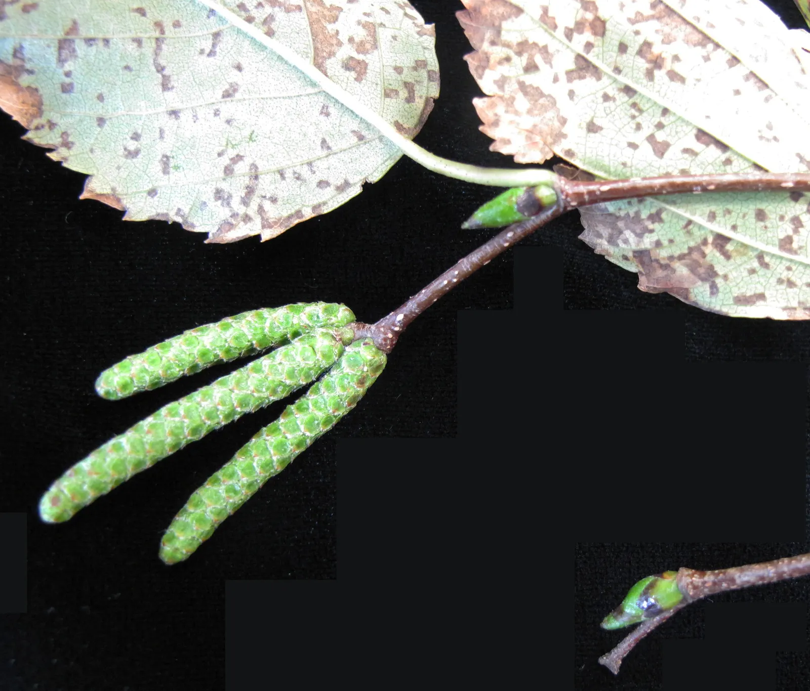 Paper Birch (Betula Papyrifera) — preferring full sun to partial shade and well-drained; known for its rapid growth and cold hardiness