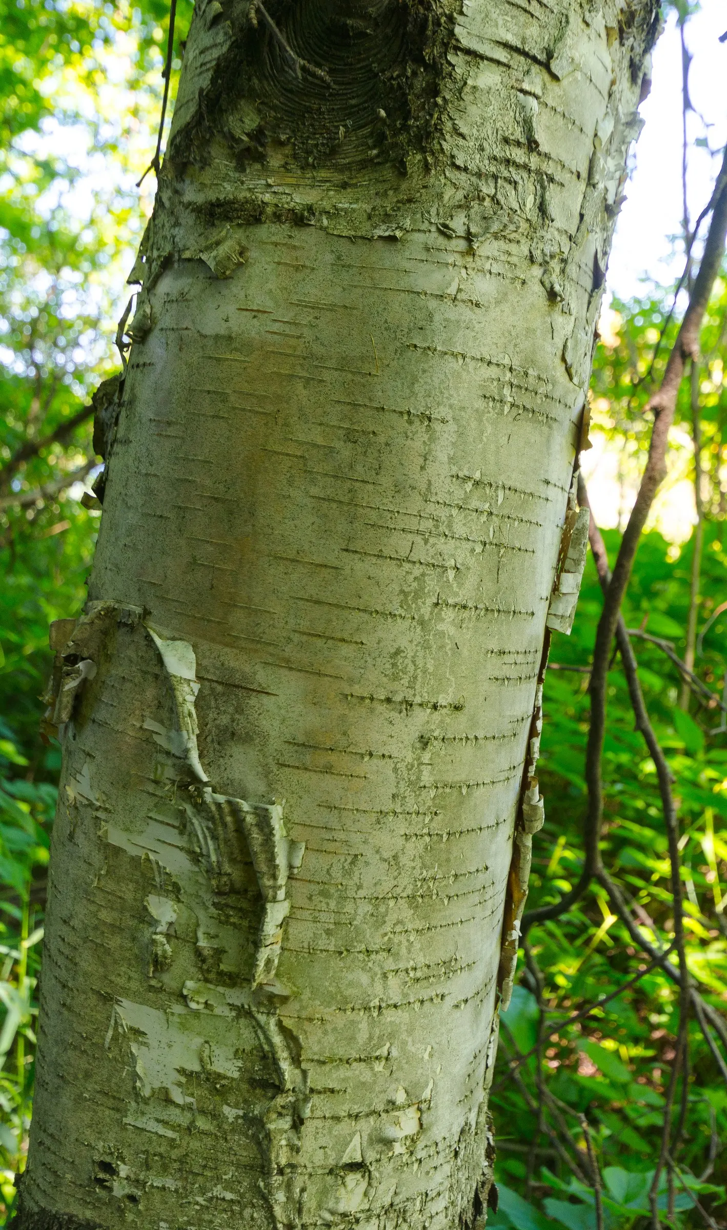 Paper Birch (Betula Papyrifera) — the Paper Birch exhibits a graceful