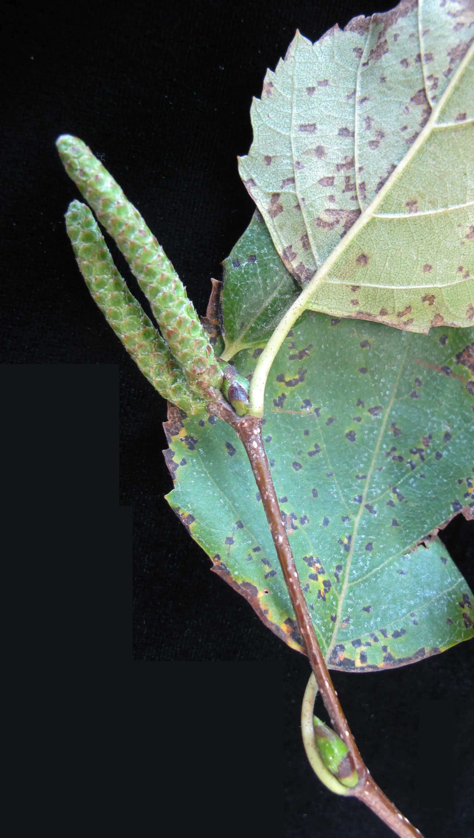 Paper Birch (Betula Papyrifera) — with a spread of 30 to 40 feet at maturity; known for its rapid growth and cold hardiness, image 52
