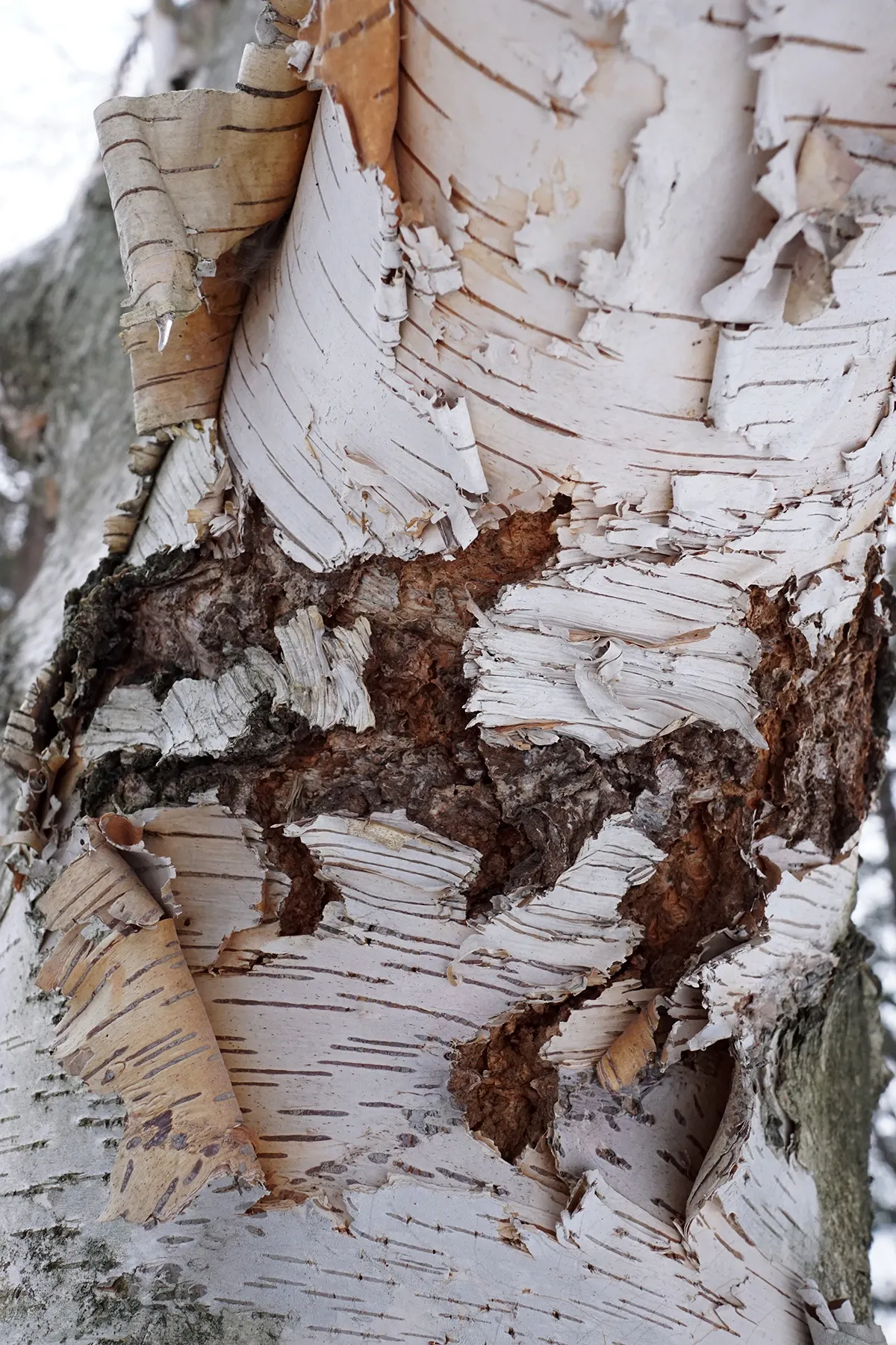Paper Birch (Betula Papyrifera) — This tree thrives in hardiness zones 2 through 6