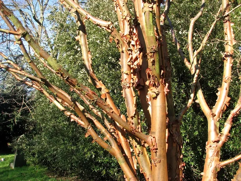 Paper Birch (Betula Papyrifera) — with a spread of 30 to 40 feet at maturity