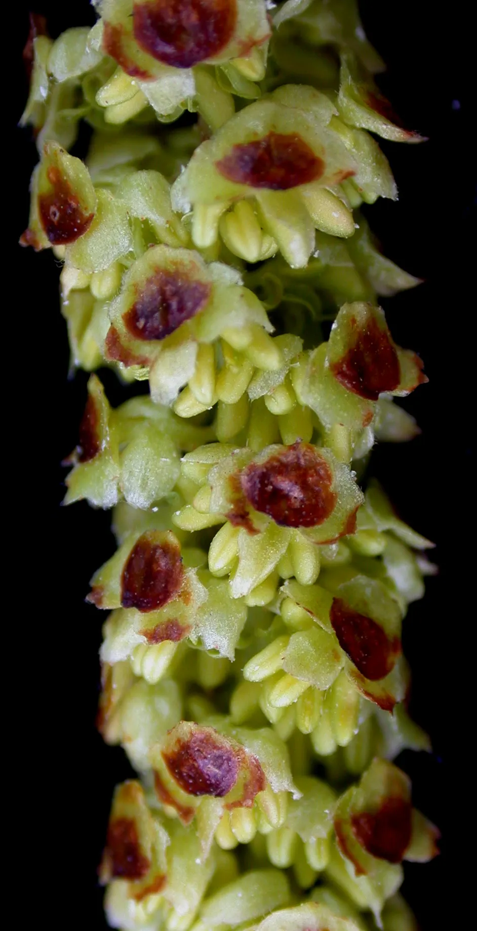 Paper Birch (Betula Papyrifera) — preferring full sun to partial shade and well-drained