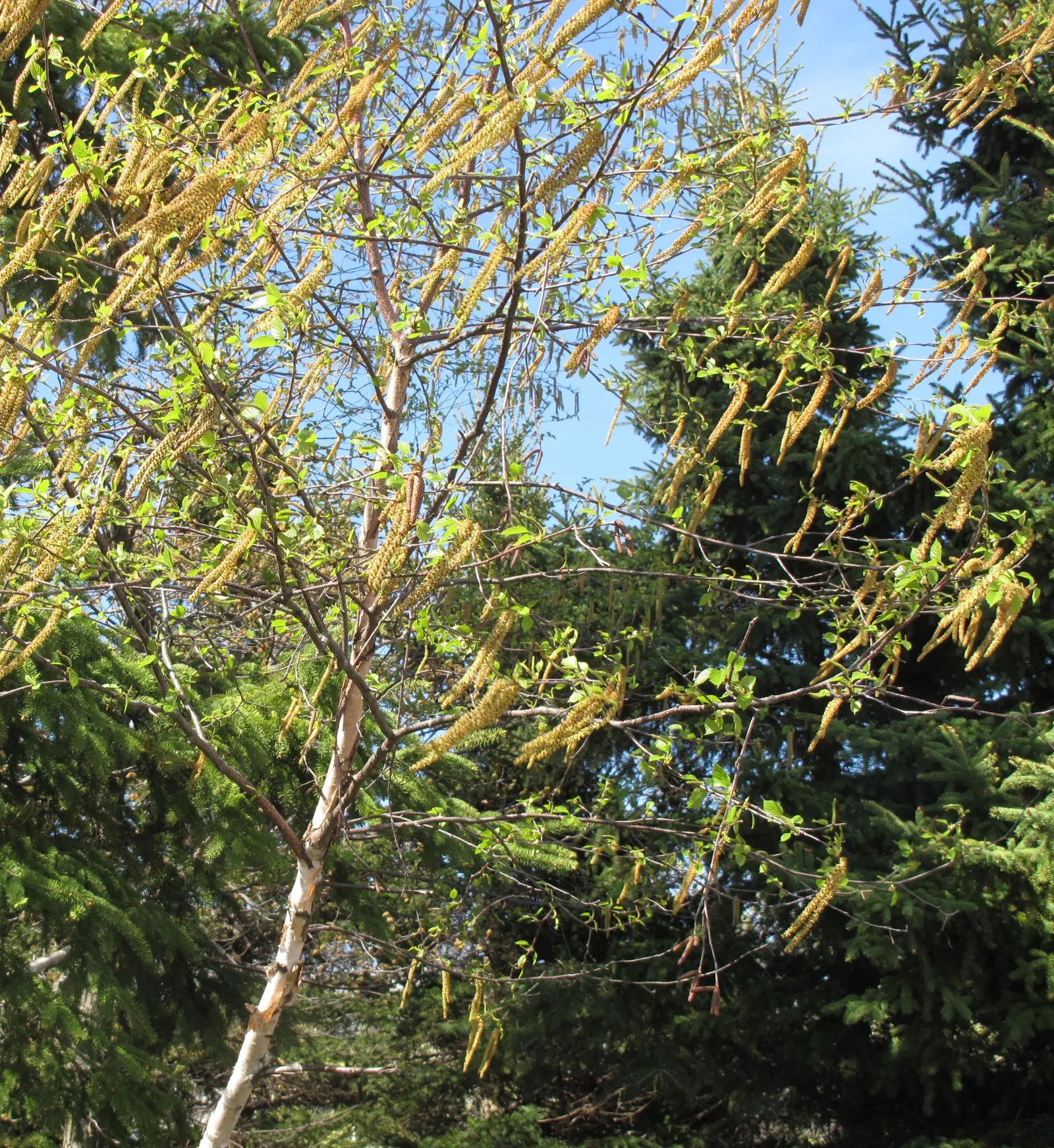 Paper Birch (Betula Papyrifera) — Preferring zones 2-6, it thrives in full sun to partial shade and moist, well-drained acidic soils; note that, image 45