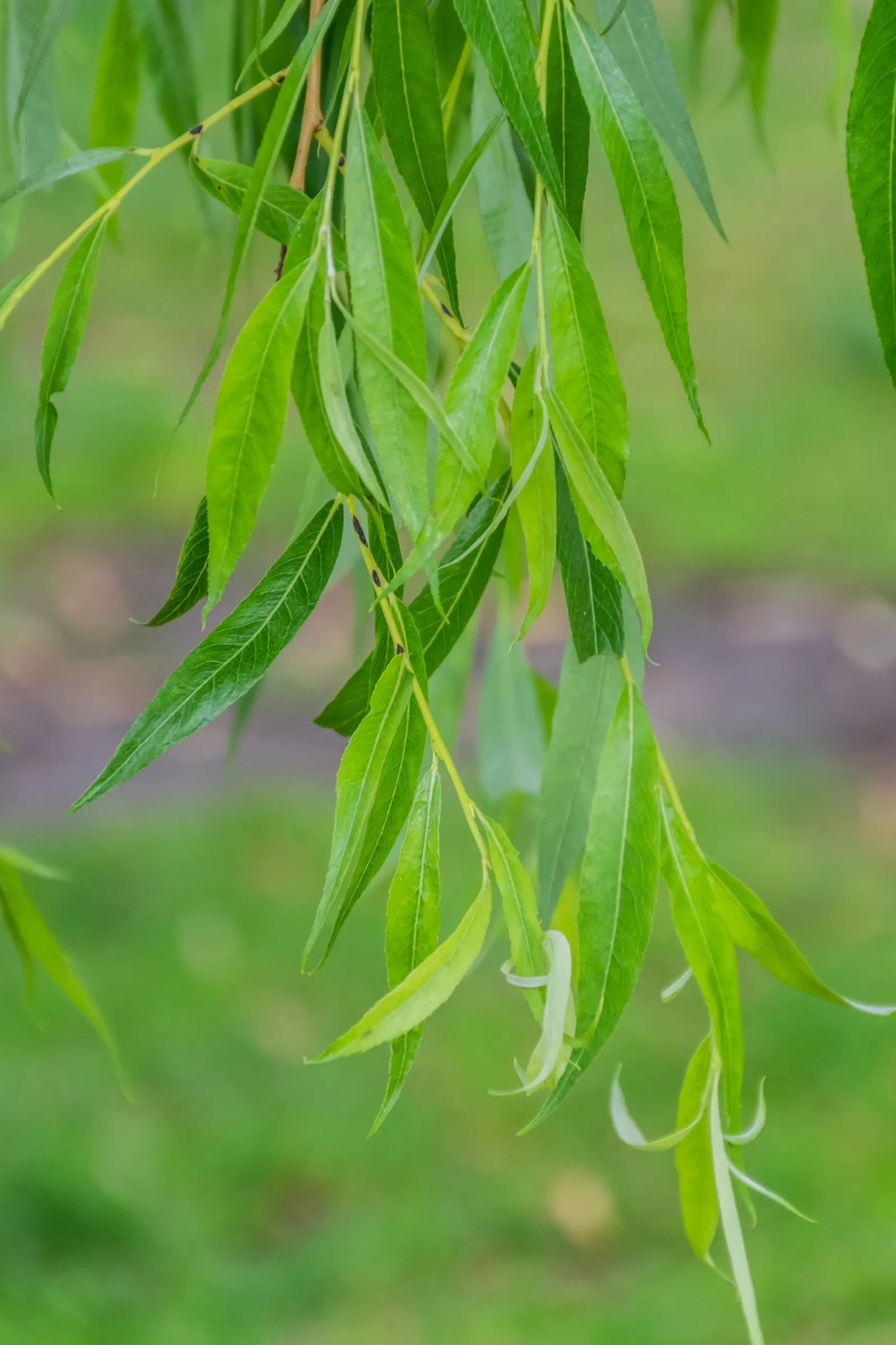 Paper Birch (Betula Papyrifera) — preferring full sun to partial shade and well-drained; known for its rapid growth and cold hardiness, image 55