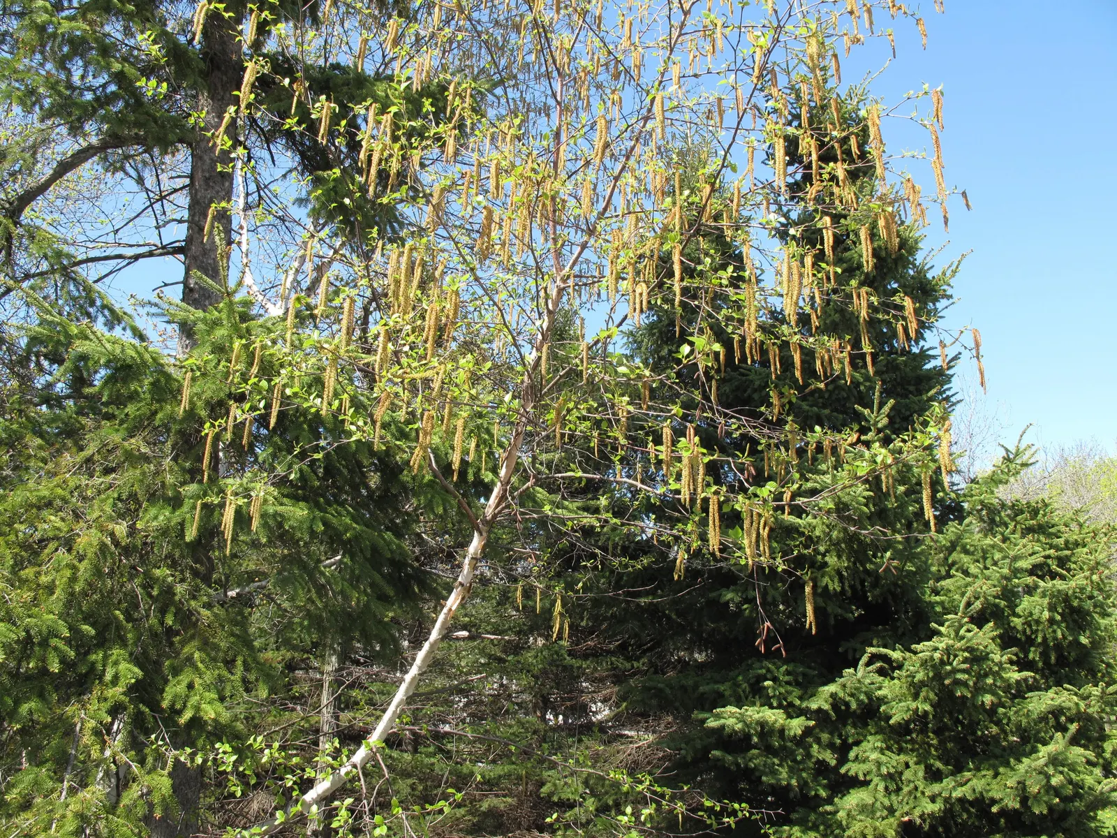 Paper Birch (Betula Papyrifera) — like the bronze birch borer; known for its rapid growth and cold hardiness