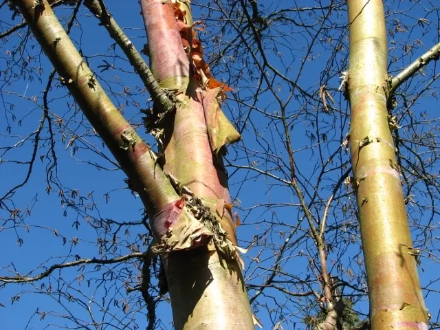 Paper Birch (Betula Papyrifera) — providing year-round visual interest