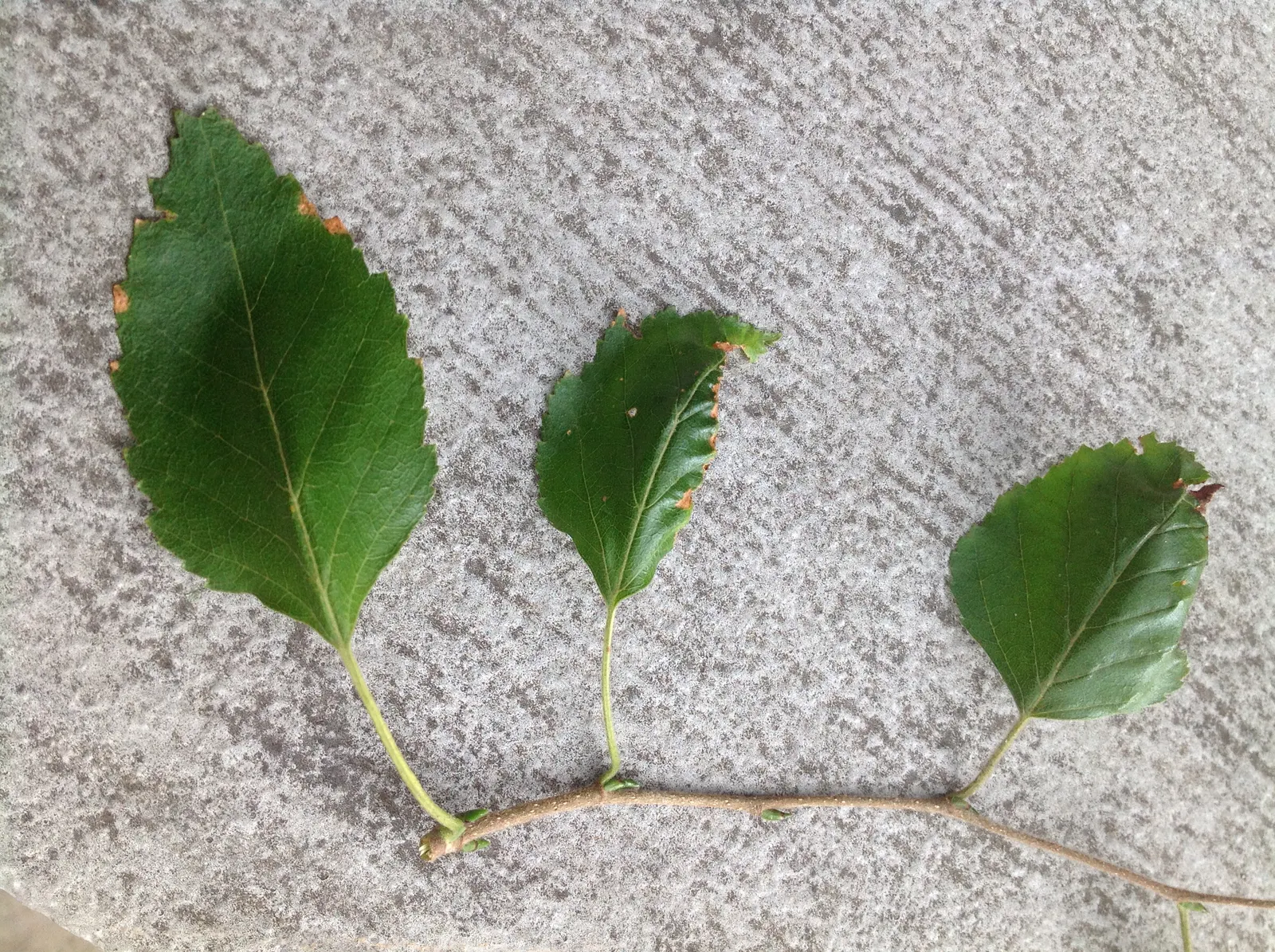 Paper Birch (Betula Papyrifera) — is a deciduous tree renowned for its distinctive white bark that peels in paper-like layers