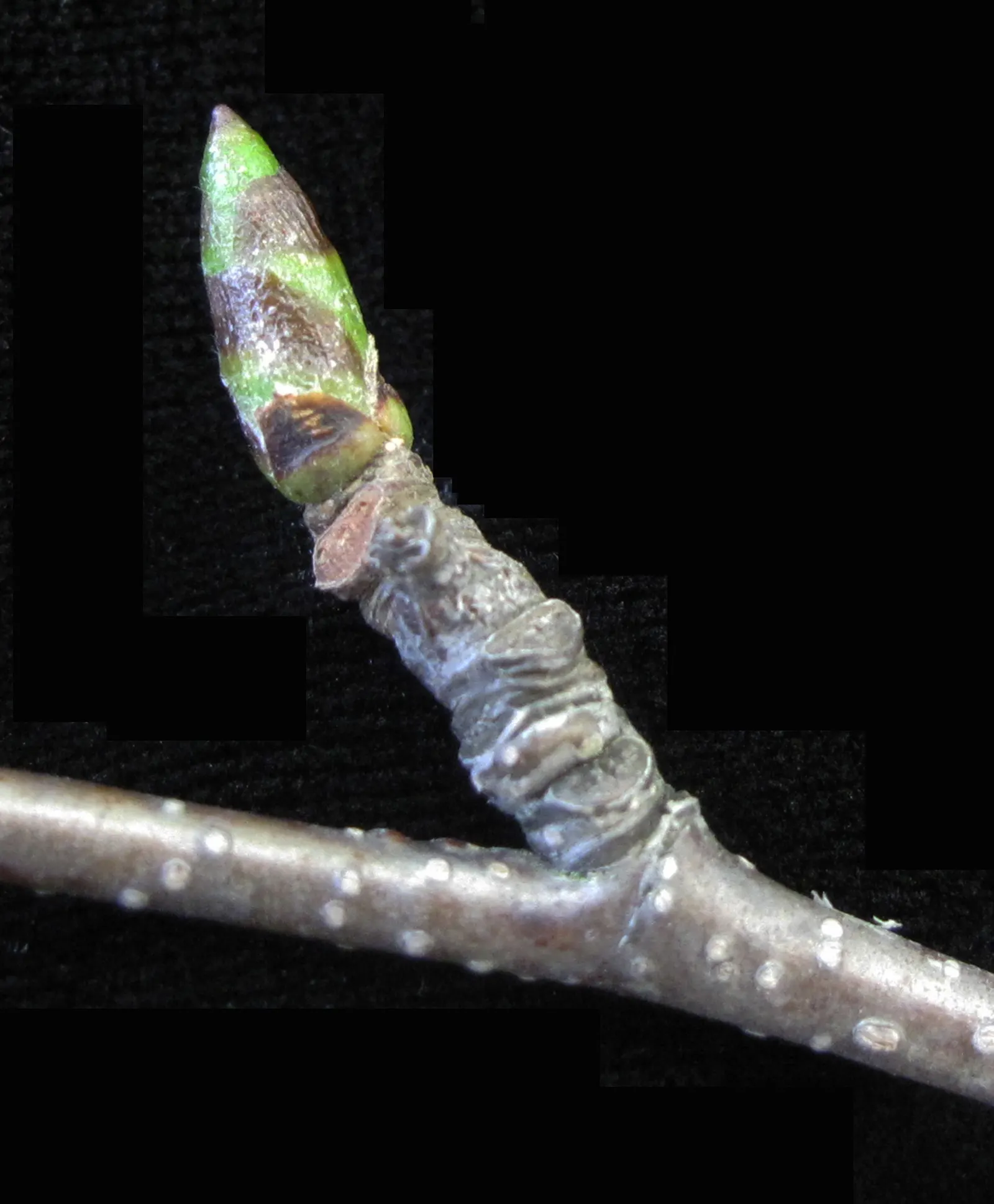 Paper Birch (Betula Papyrifera) — with a lifespan of 30 to 40 years; the Paper Birch exhibits a graceful