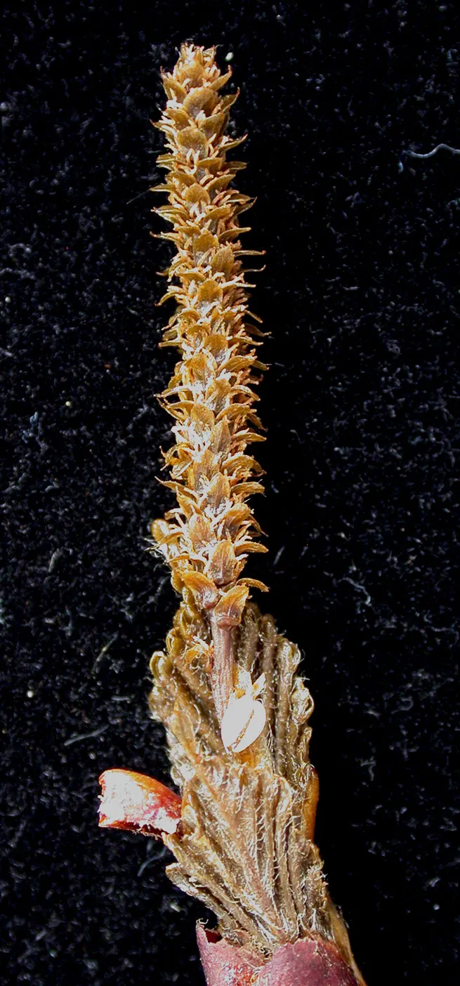 Paper Birch (Betula Papyrifera) — with a lifespan of 30 to 40 years