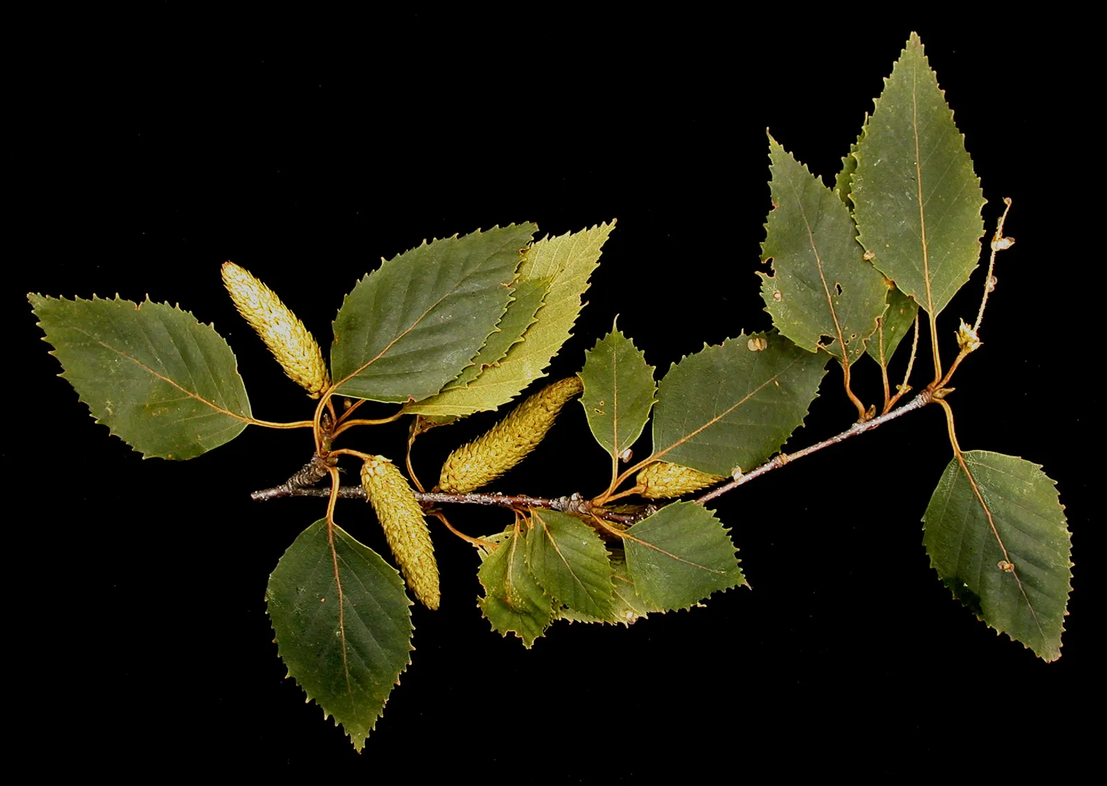 Paper Birch (Betula Papyrifera) — it is an excellent choice for creating visual interest and seasonal contrast in landscapes; the Paper Birch, image 47