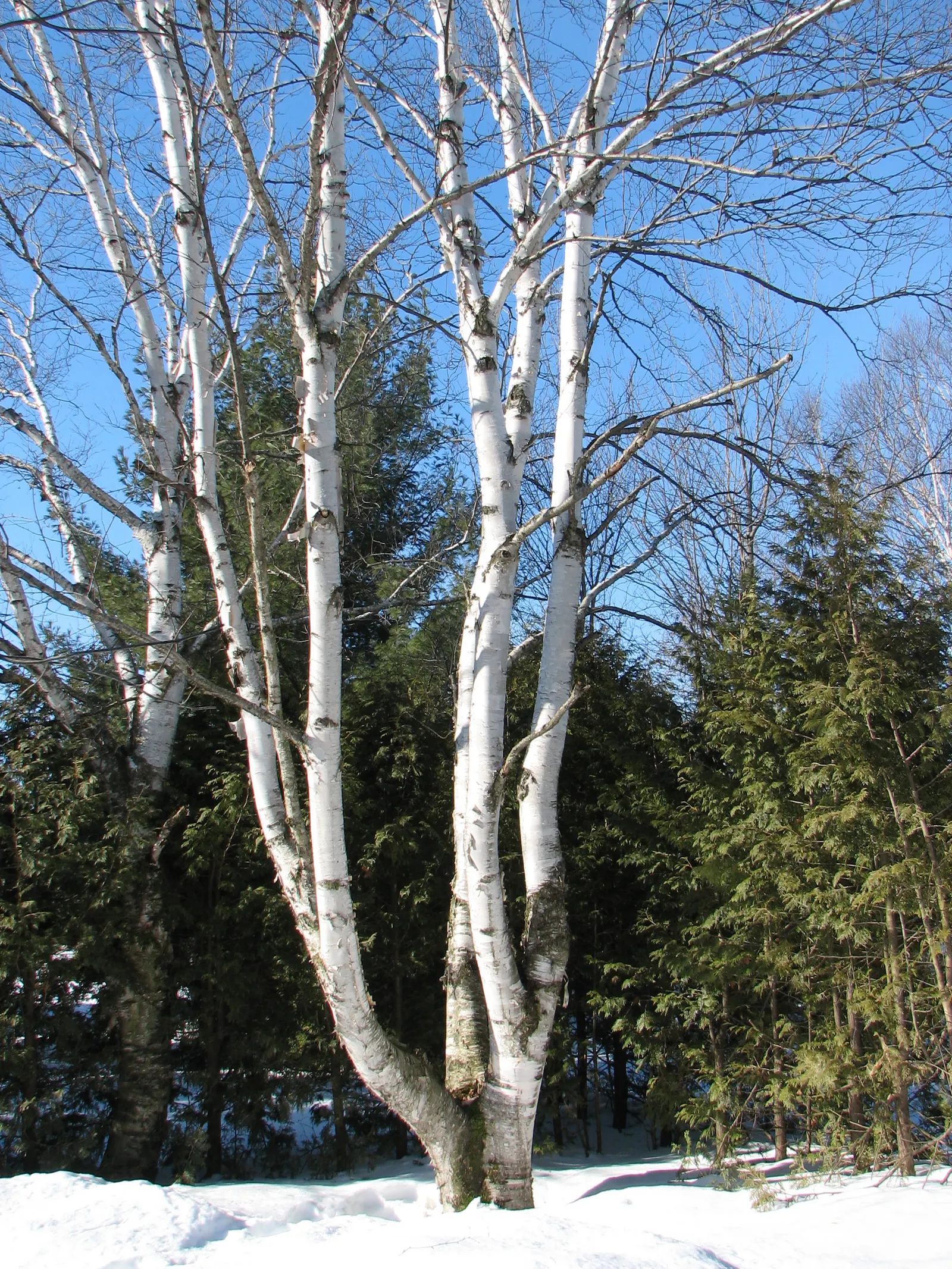 Paper Birch (Betula Papyrifera) — the Paper Birch exhibits a graceful, image 32