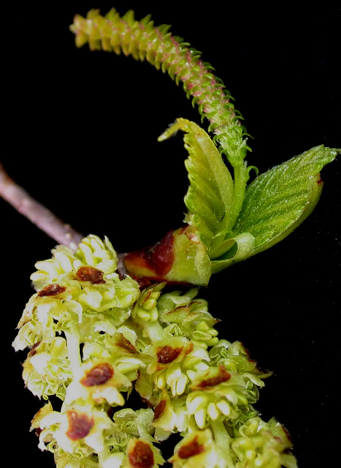 Paper Birch (Betula Papyrifera) — may be necessary to maintain its health and beauty; the Paper Birch exhibits a graceful