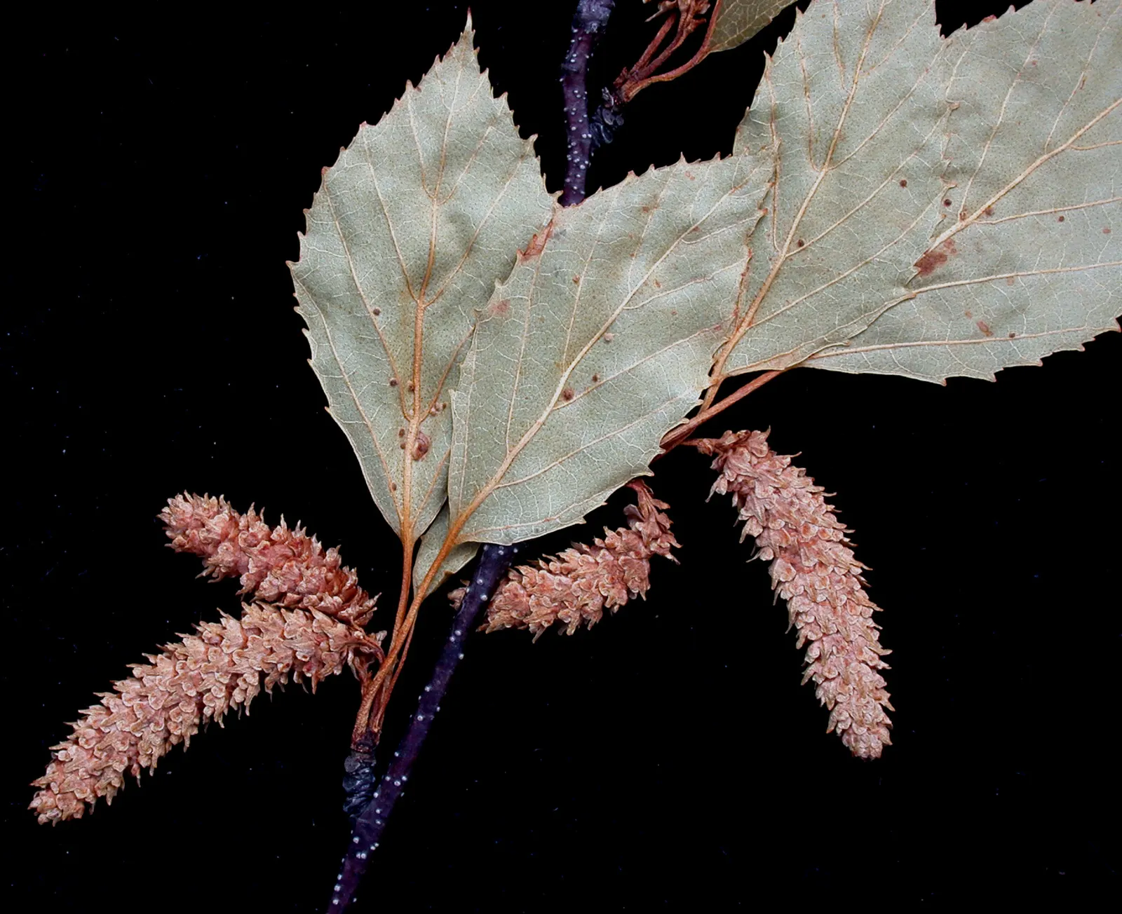 Paper Birch (Betula Papyrifera) — Note that periodic monitoring for pests