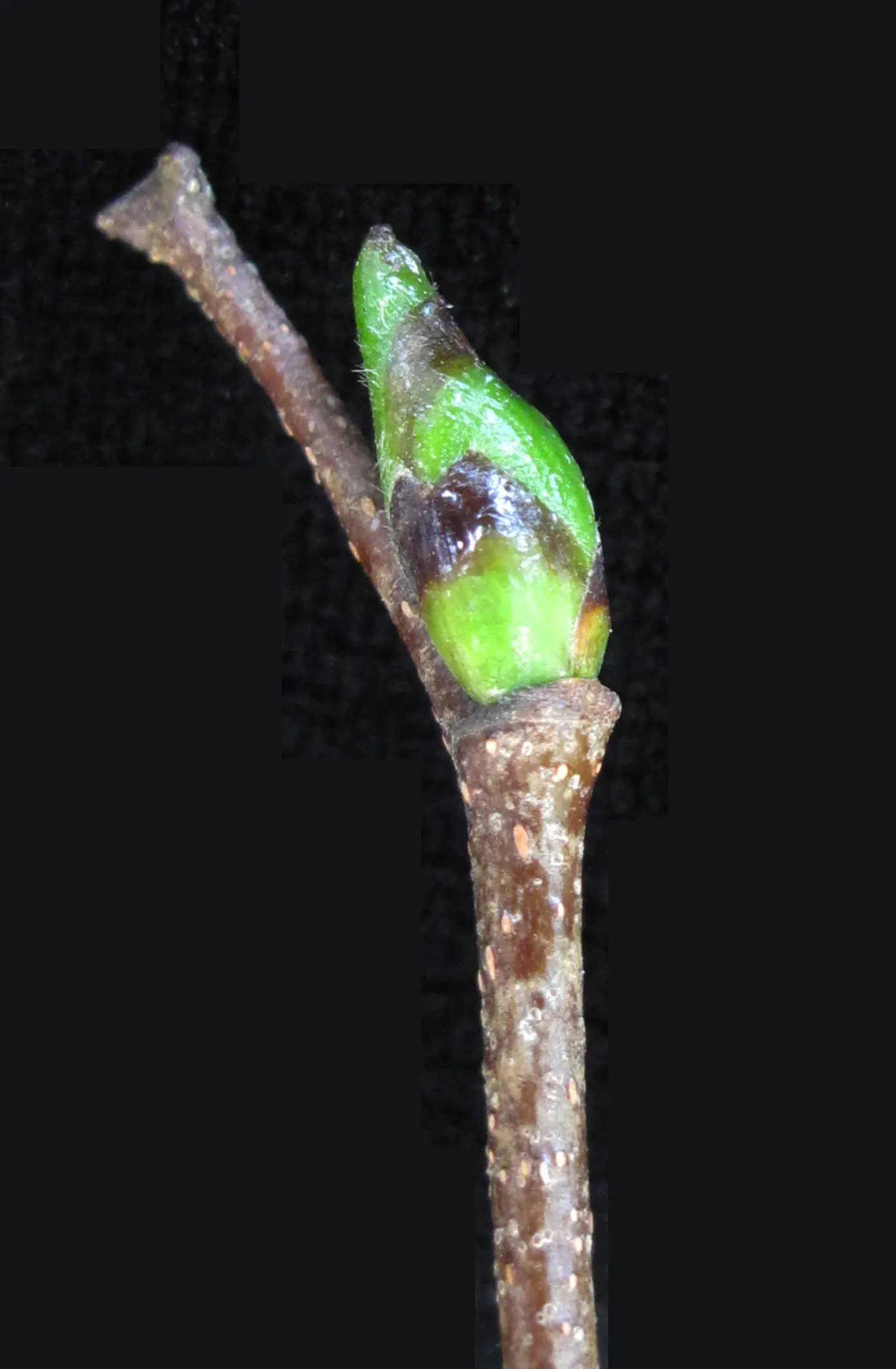 Paper Birch (Betula Papyrifera) — or as a focal point in residential yards; the Paper Birch exhibits a graceful, image 59