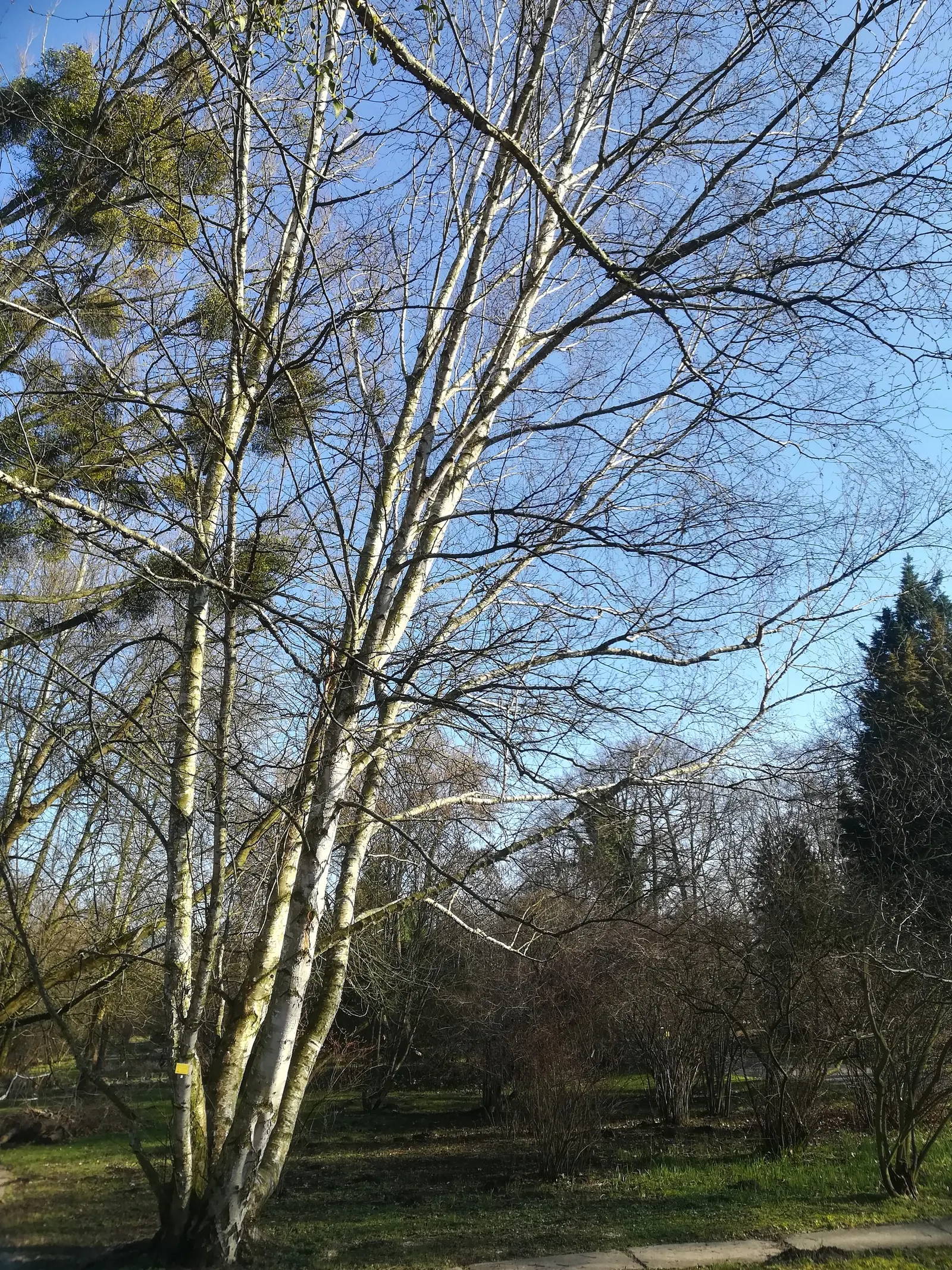 Paper Birch (Betula Papyrifera) — tree for full or half