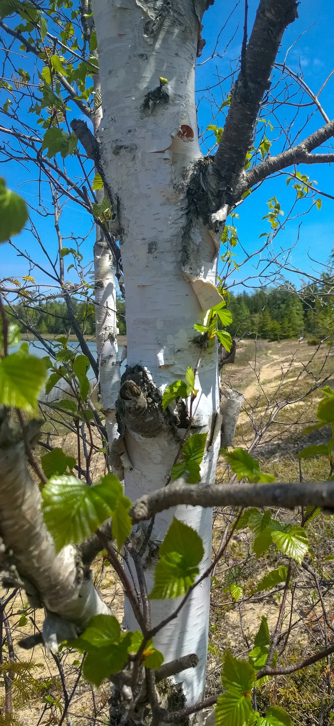 Paper Birch (Betula Papyrifera) — This tree thrives in hardiness zones 2 through 6; note that periodic monitoring for pests