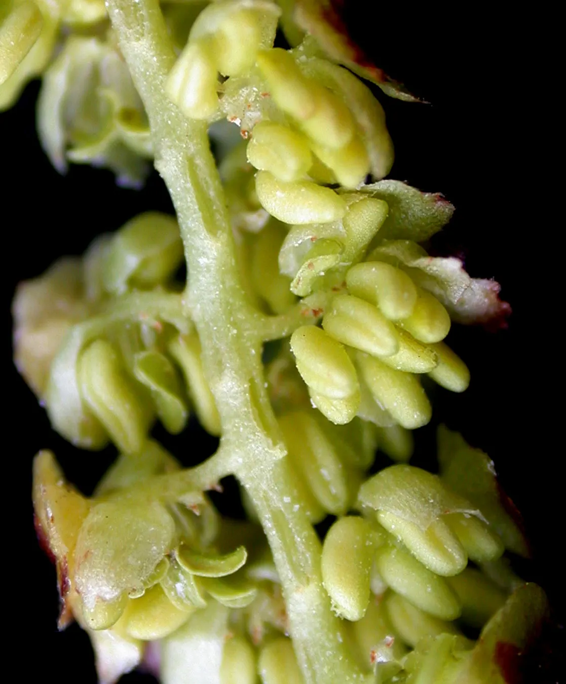 Paper Birch (Betula Papyrifera) — Known for its rapid growth and cold hardiness, image 46
