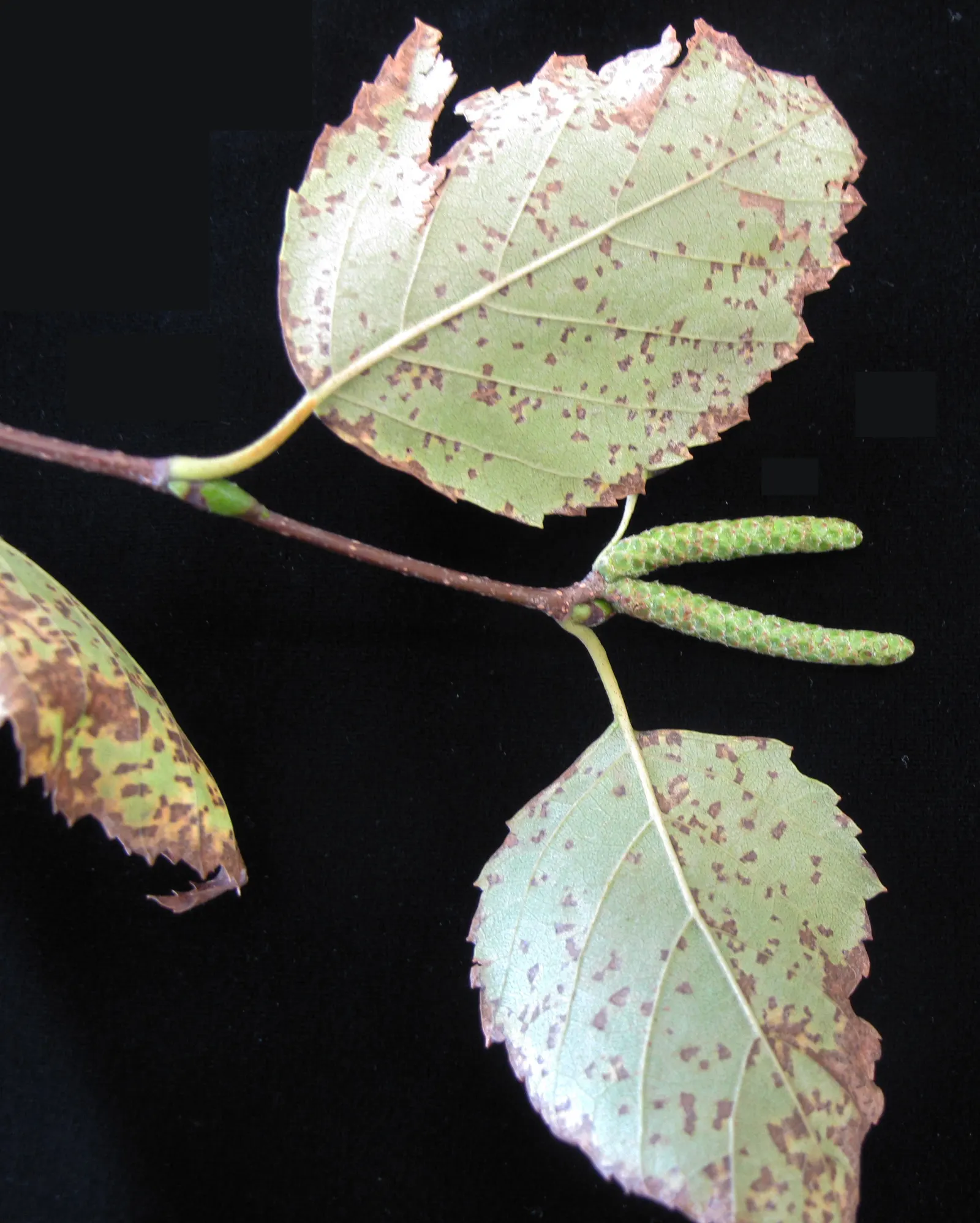 Paper Birch (Betula Papyrifera) — This tree thrives in hardiness zones 2 through 6; note that periodic monitoring for pests, image 54