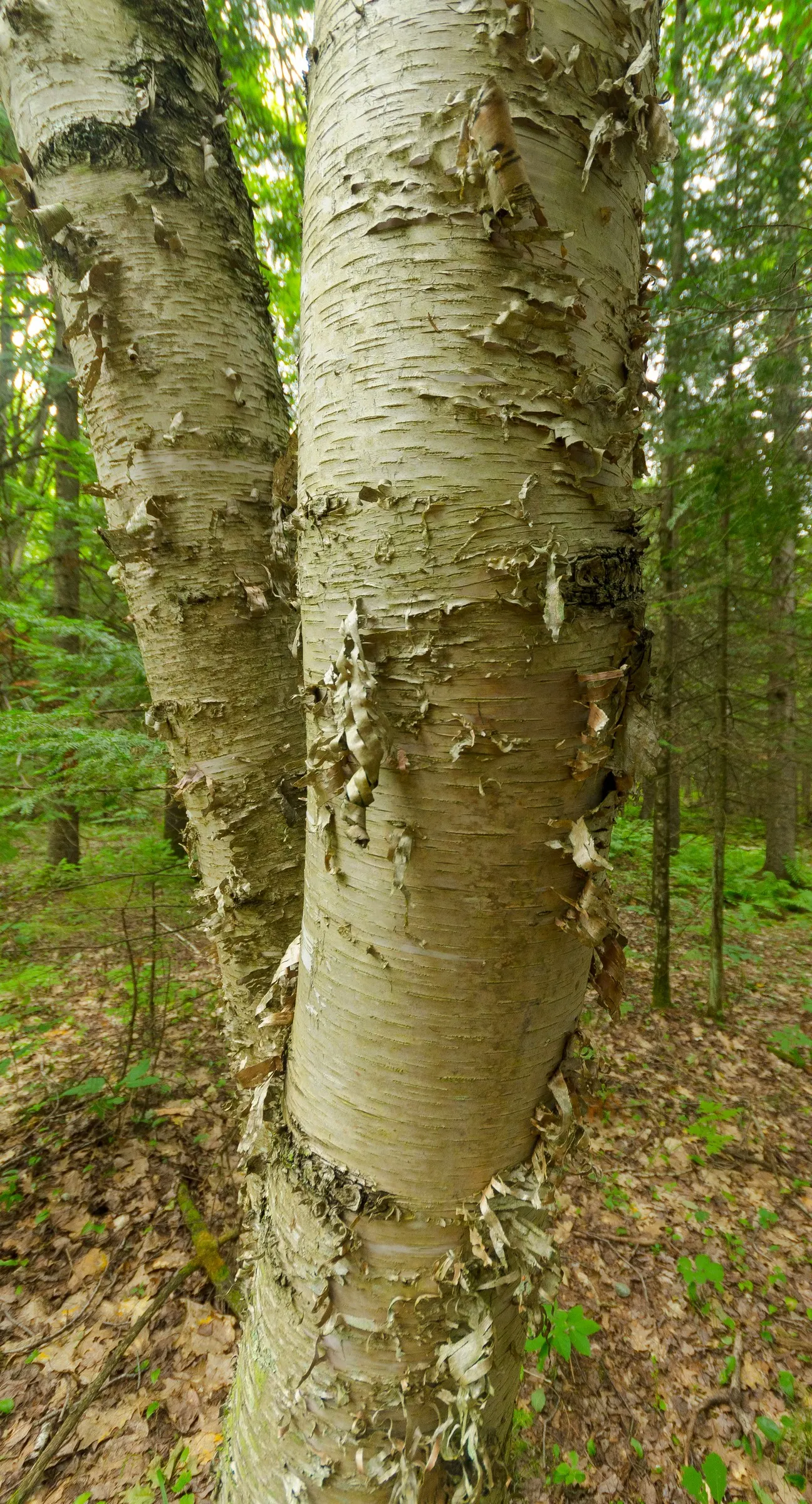 Paper Birch (Betula Papyrifera) — When informing the client; note that periodic monitoring for pests, image 57