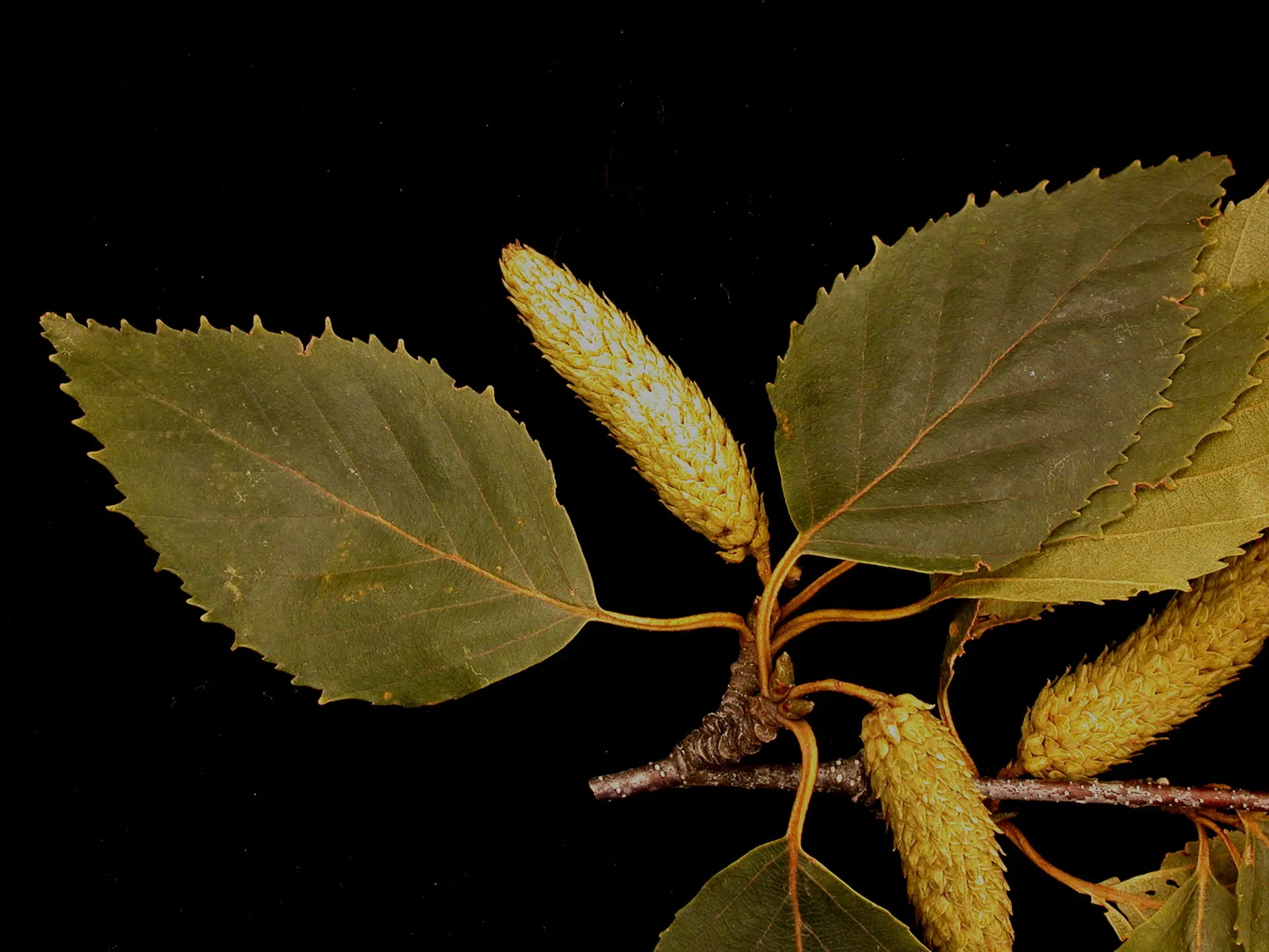 Paper Birch (Betula Papyrifera) — with a lifespan of 30 to 40 years; the Paper Birch exhibits a graceful, image 56