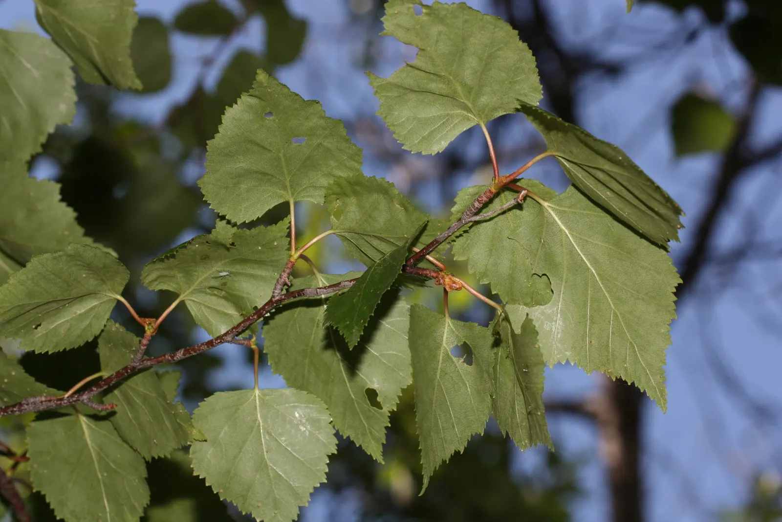 Paper Birch (Betula Papyrifera) — Note that periodic monitoring for pests, image 60