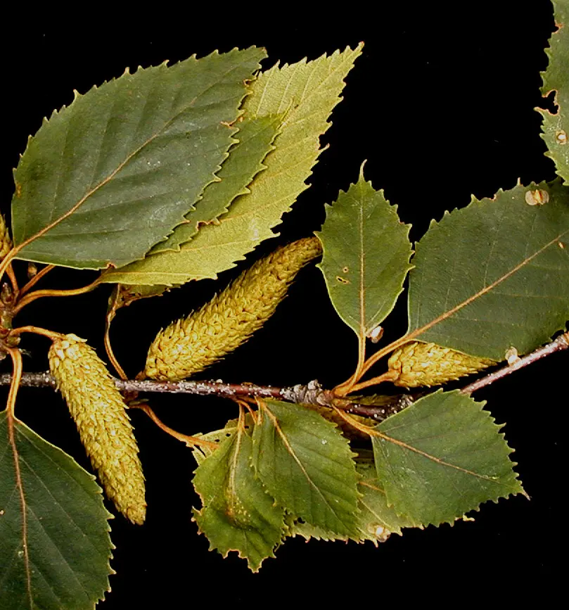 Paper Birch (Betula Papyrifera) — When informing the client; note that periodic monitoring for pests
