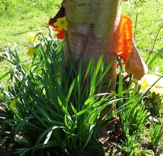 Paper Birch (Betula Papyrifera) — may be necessary to maintain its health and beauty