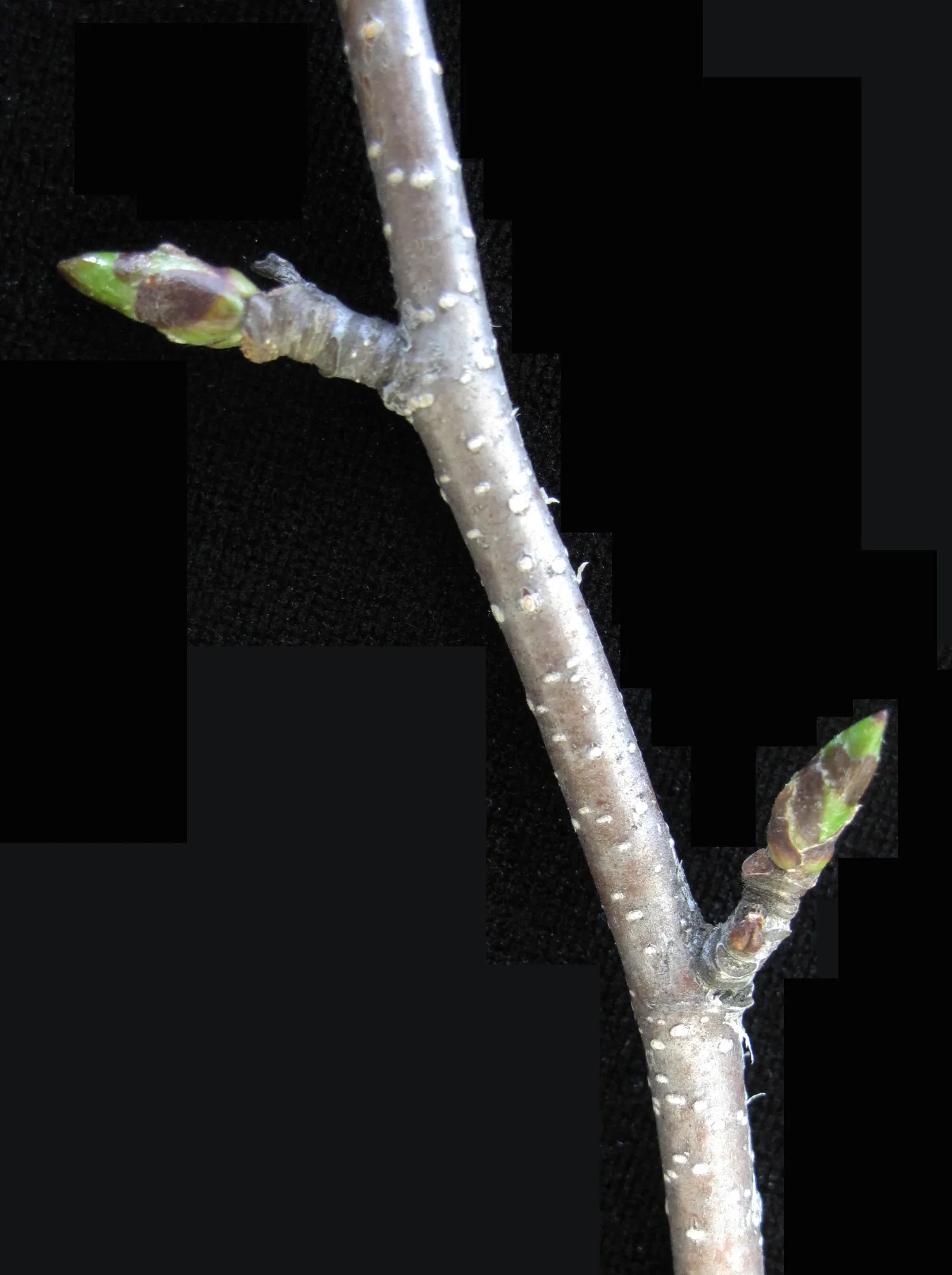 Paper Birch (Betula Papyrifera) — is a deciduous tree renowned for its distinctive white bark that peels in paper-like layers; the Paper Birch, image 50
