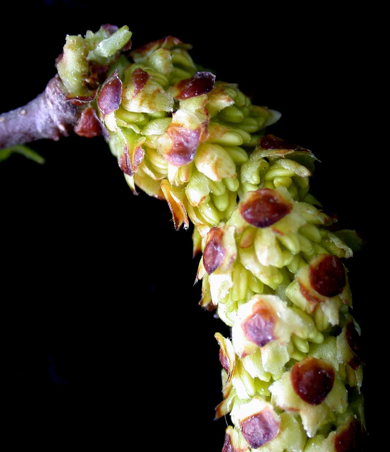 Paper Birch (Betula Papyrifera) — is a striking deciduous tree famed for its peeling white bark and yellow fall foliage; known for its rapid growth, image 43