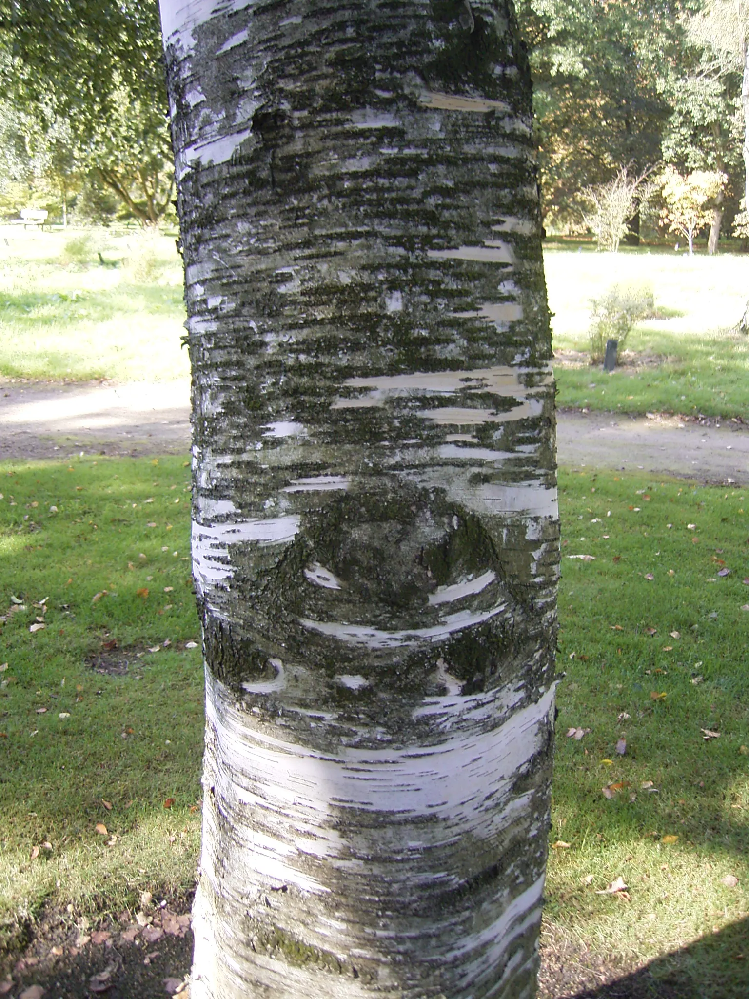 Paper Birch (Betula Papyrifera) — highlight its utility in native plantings; known for its rapid growth and cold hardiness
