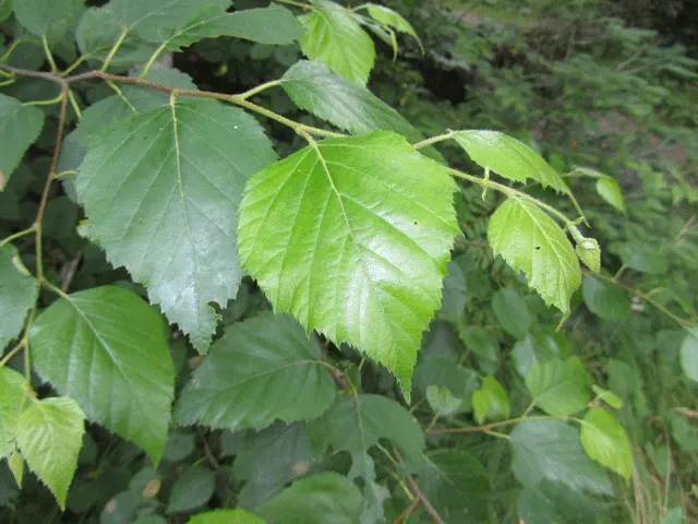 Paper Birch (Betula Papyrifera) — is a deciduous tree renowned for its distinctive white bark that peels in paper-like layers; the Paper Birch exhibits a