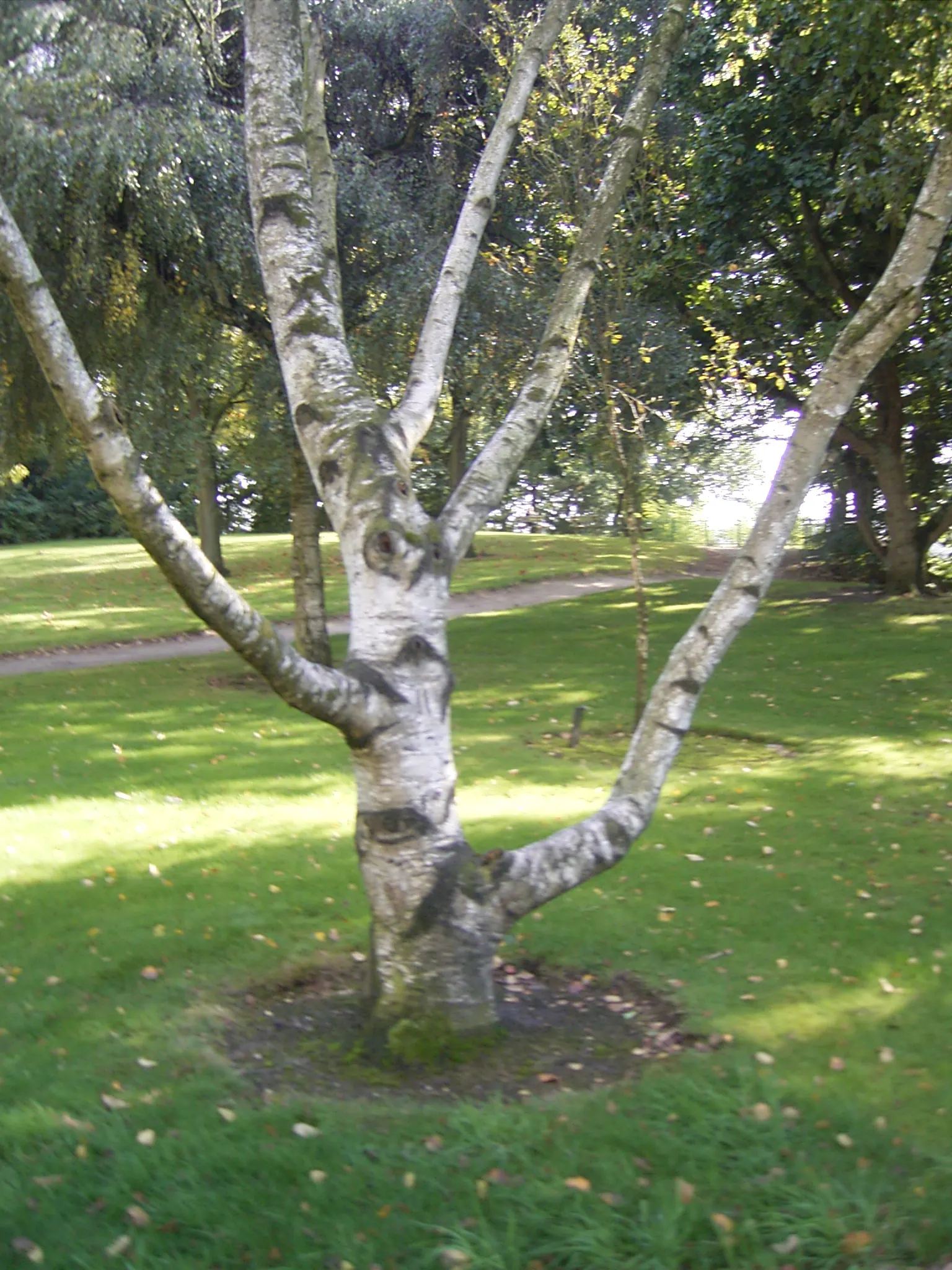 Paper Birch (Betula Papyrifera) — like the bronze birch borer