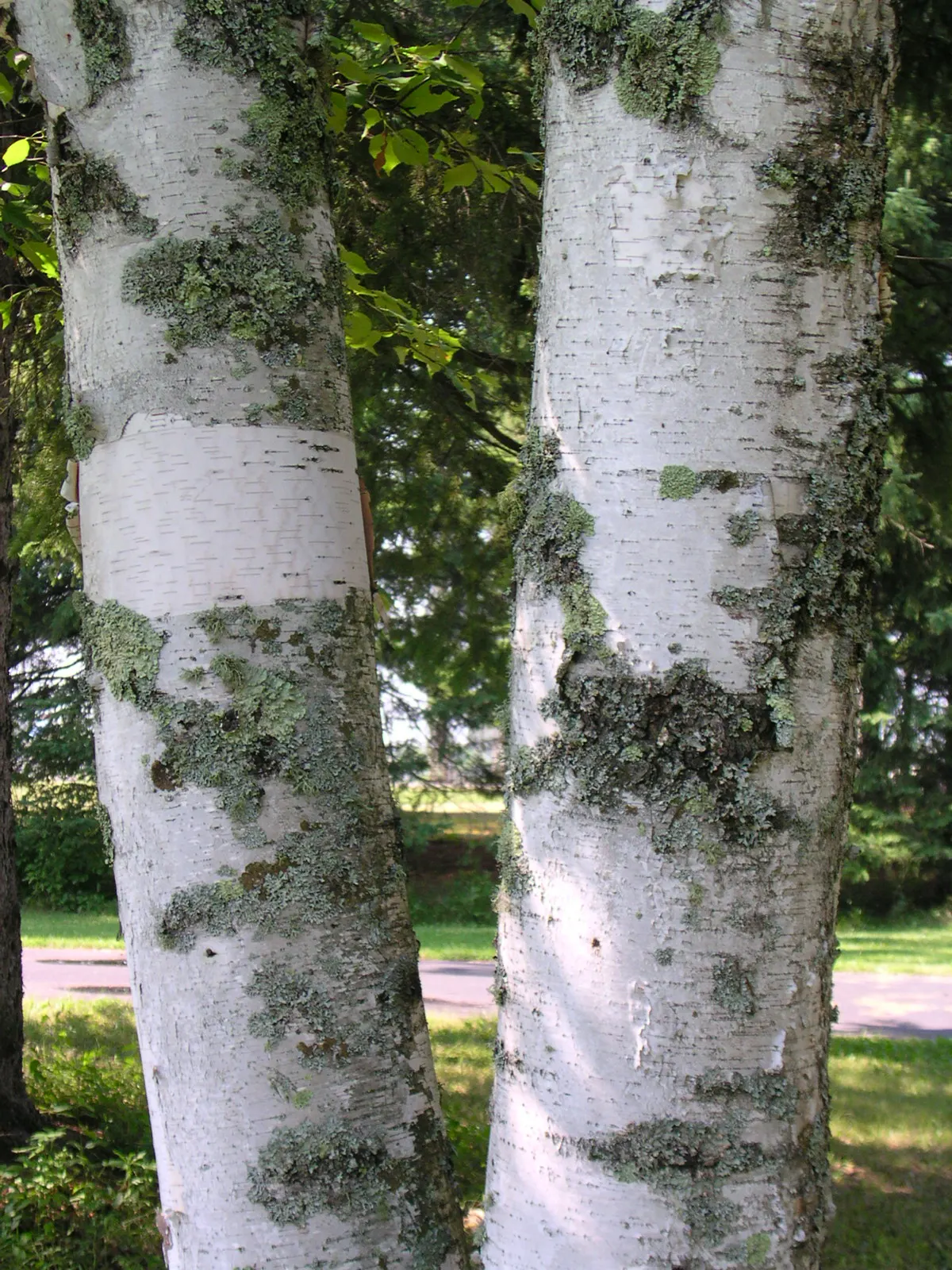 Paper Birch (Betula Papyrifera) — Known for its rapid growth and cold hardiness