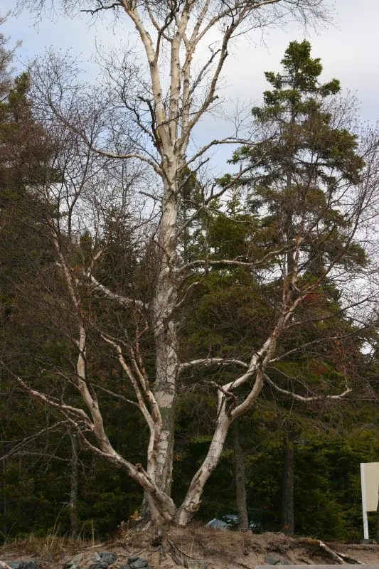 Paper Birch (Betula Papyrifera) — The Paper Birch (Betula papyrifera); note that periodic monitoring for pests