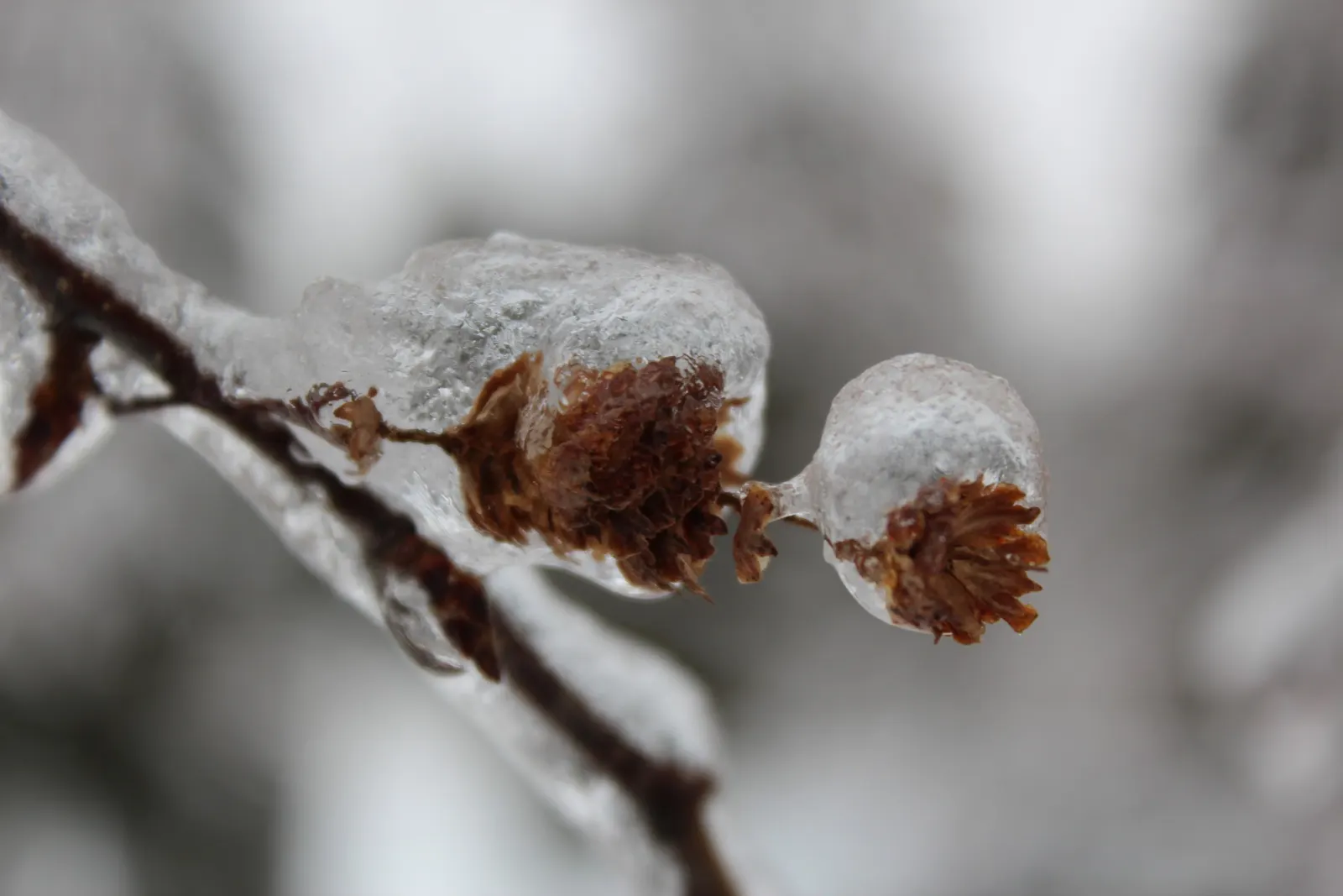 Paper Birch (Betula Papyrifera) — it is an excellent choice for creating visual interest and seasonal contrast in landscapes; the Paper Birch exhibits a
