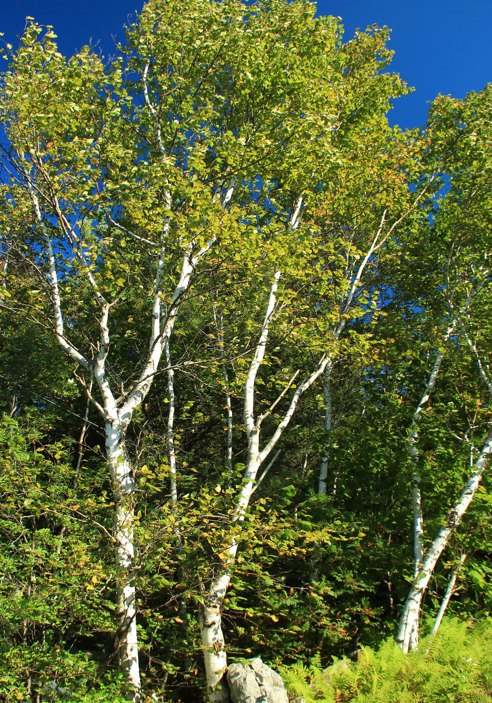 Paper Birch (Betula Papyrifera) — Known for its rapid growth and cold hardiness, image 25