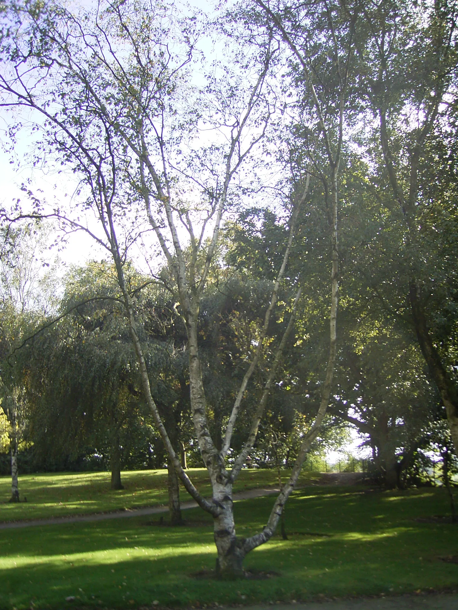 Paper Birch (Betula Papyrifera) — When informing the client