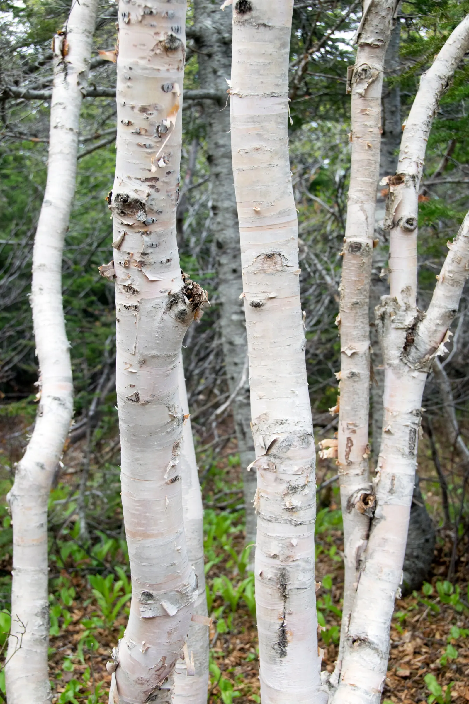 Paper Birch (Betula Papyrifera) — also known as the White Birch or Canoe Birch