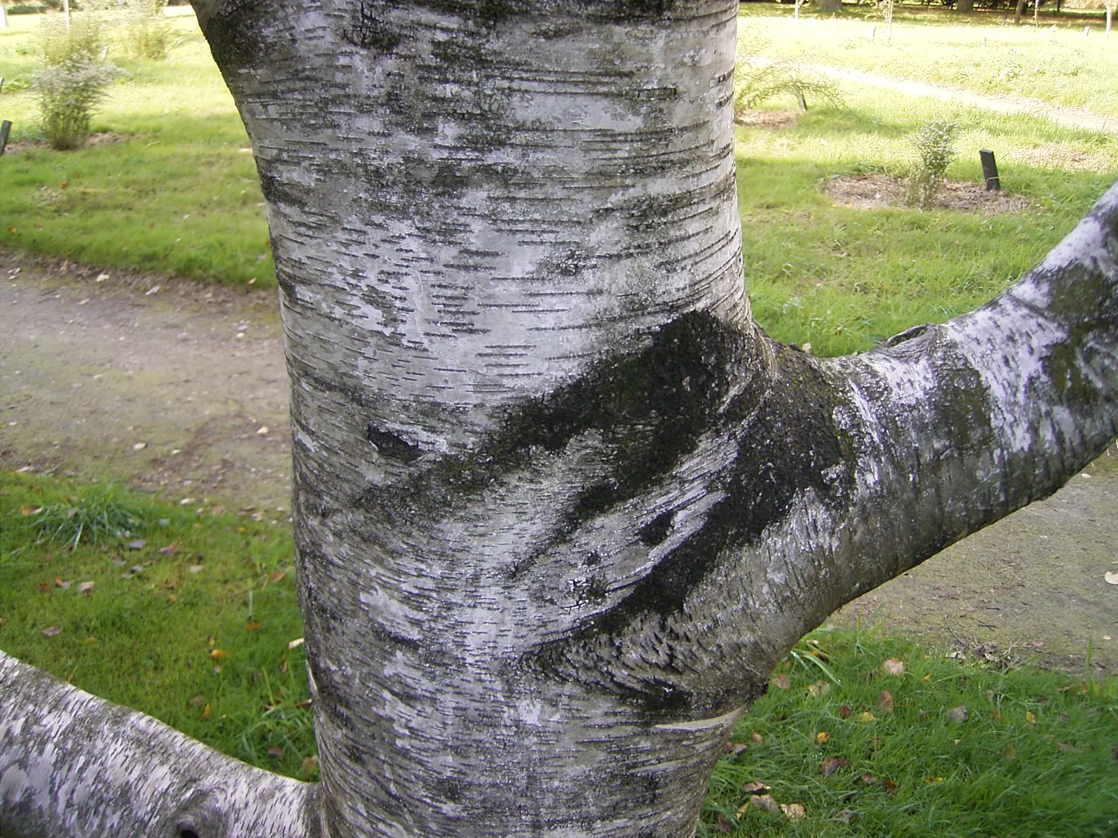 Paper Birch (Betula Papyrifera) — or as a focal point in residential yards