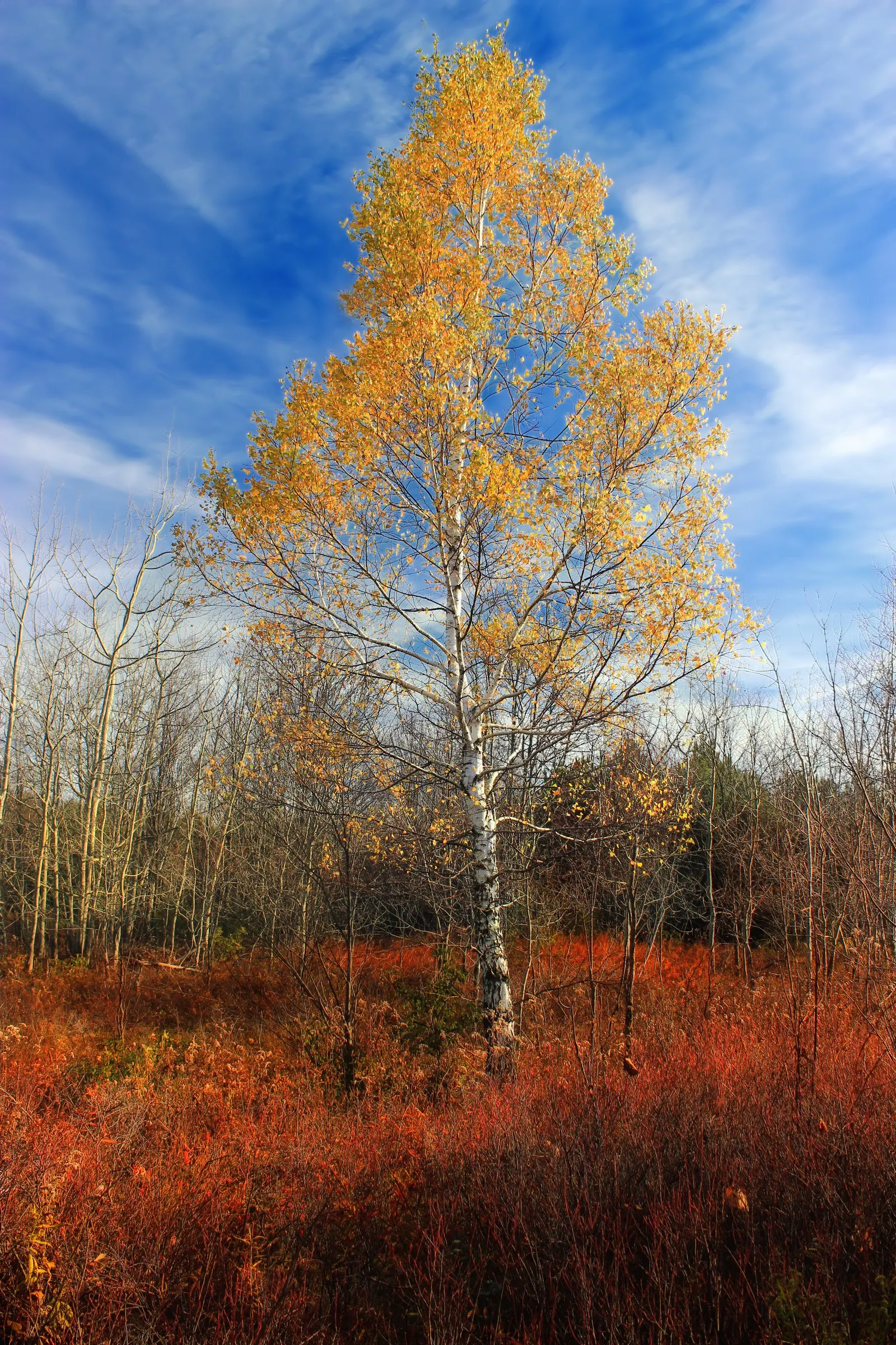 Paper Birch (Betula Papyrifera) — with a spread of 30 to 40 feet at maturity; known for its rapid growth and cold hardiness