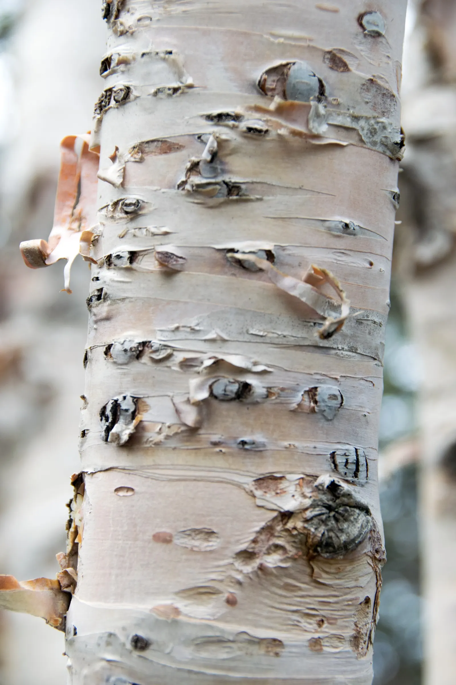 Paper Birch (Betula Papyrifera) — highlight its utility in native plantings