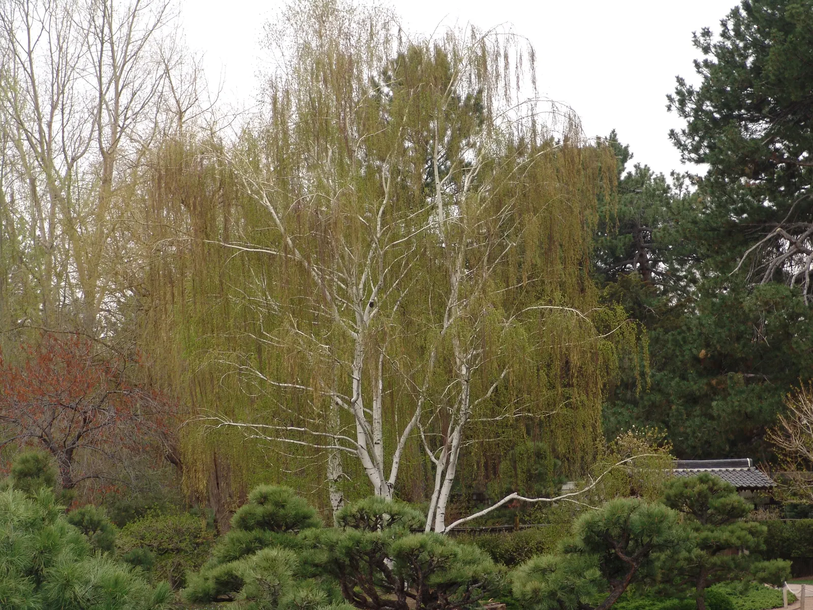 Paper Birch (Betula Papyrifera) — Preferring zones 2-6, it thrives in full sun to partial shade and moist, well-drained acidic soils; note that periodic