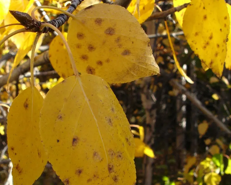 Paper Birch (Betula Papyrifera) — also known as the White Birch or Canoe Birch; known for its rapid growth and cold hardiness