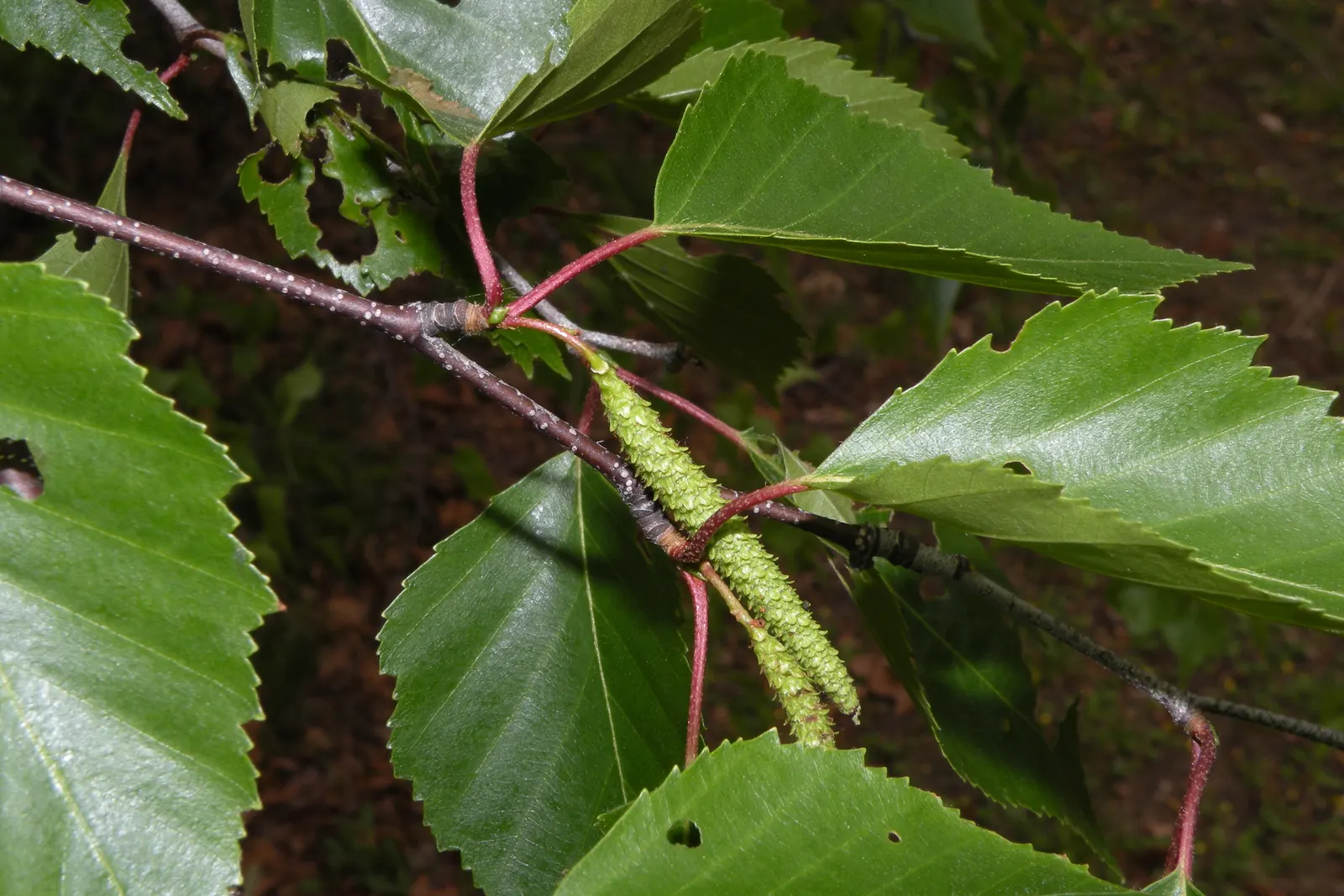 Paper Birch (Betula Papyrifera) — providing year-round visual interest; note that periodic monitoring for pests