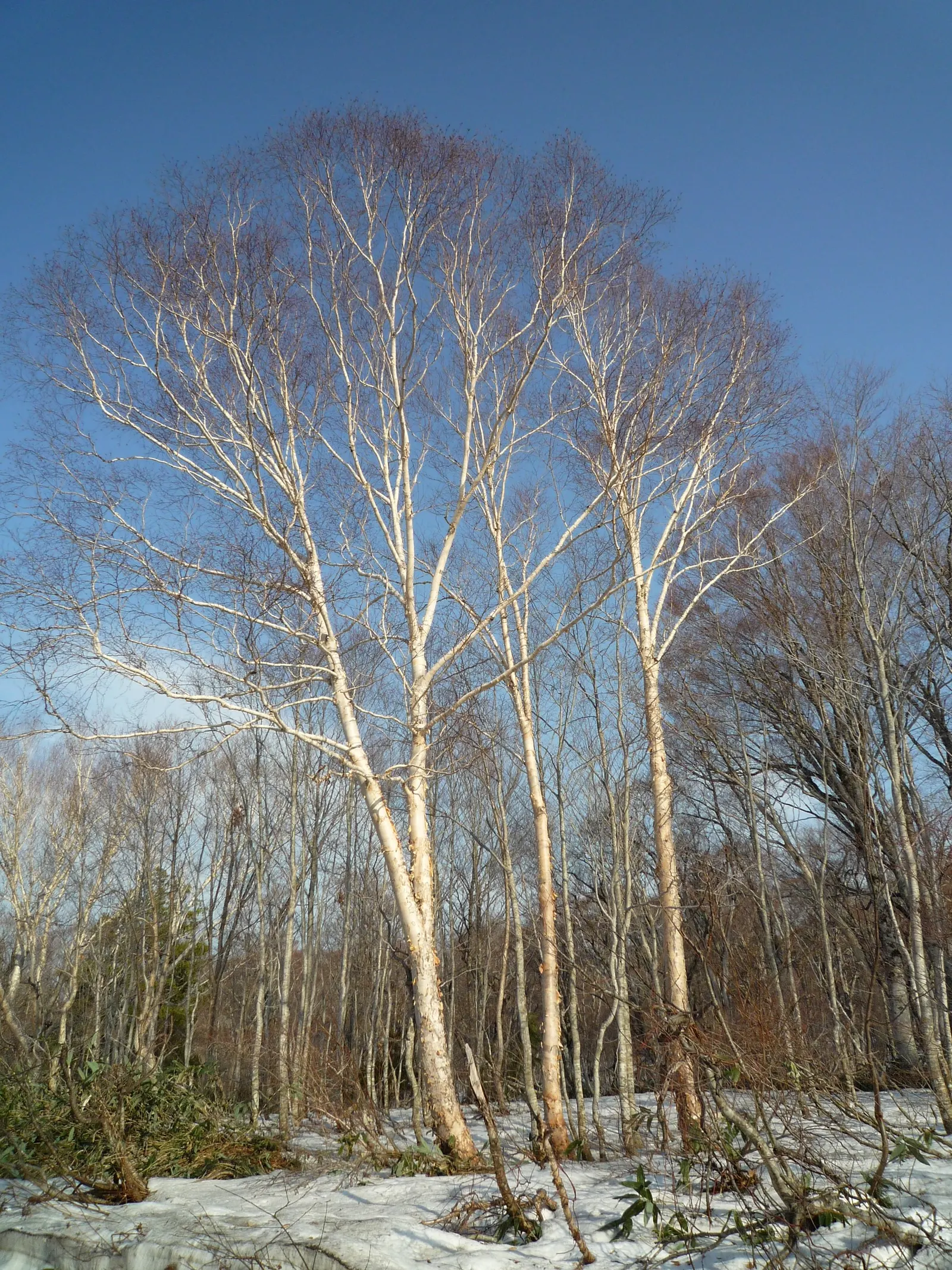 Paper Birch (Betula Papyrifera) — It grows 50-70 feet tall with a 35-foot spread; the Paper Birch exhibits a graceful