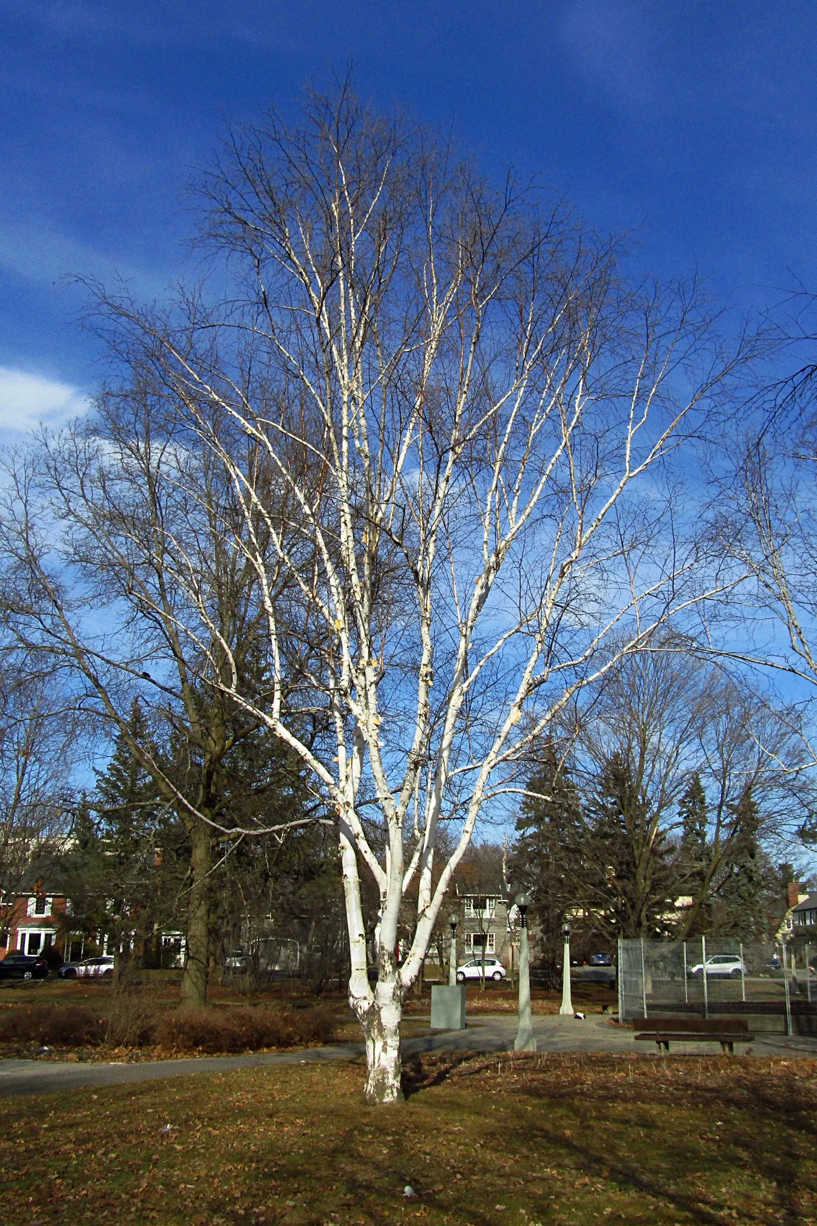 Paper Birch (Betula Papyrifera) — Preferring zones 2-6, it thrives in full sun to partial shade and moist, well-drained acidic soils