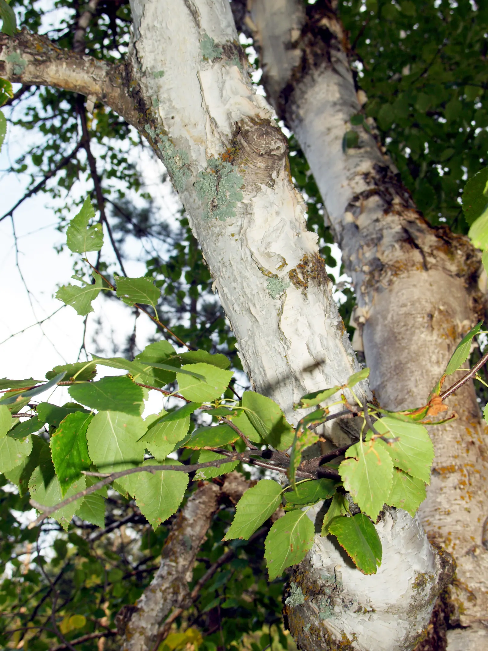 Paper Birch (Betula Papyrifera) — is a striking deciduous tree famed for its peeling white bark and yellow fall foliage