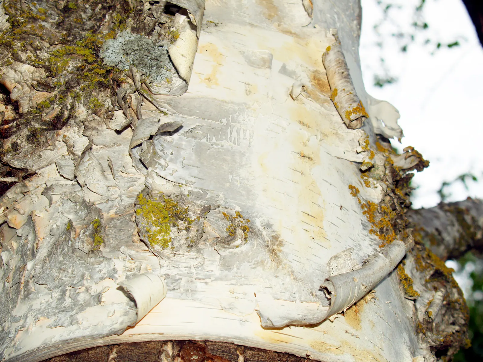 Paper Birch (Betula Papyrifera) — it is an excellent choice for creating visual interest and seasonal contrast in landscapes